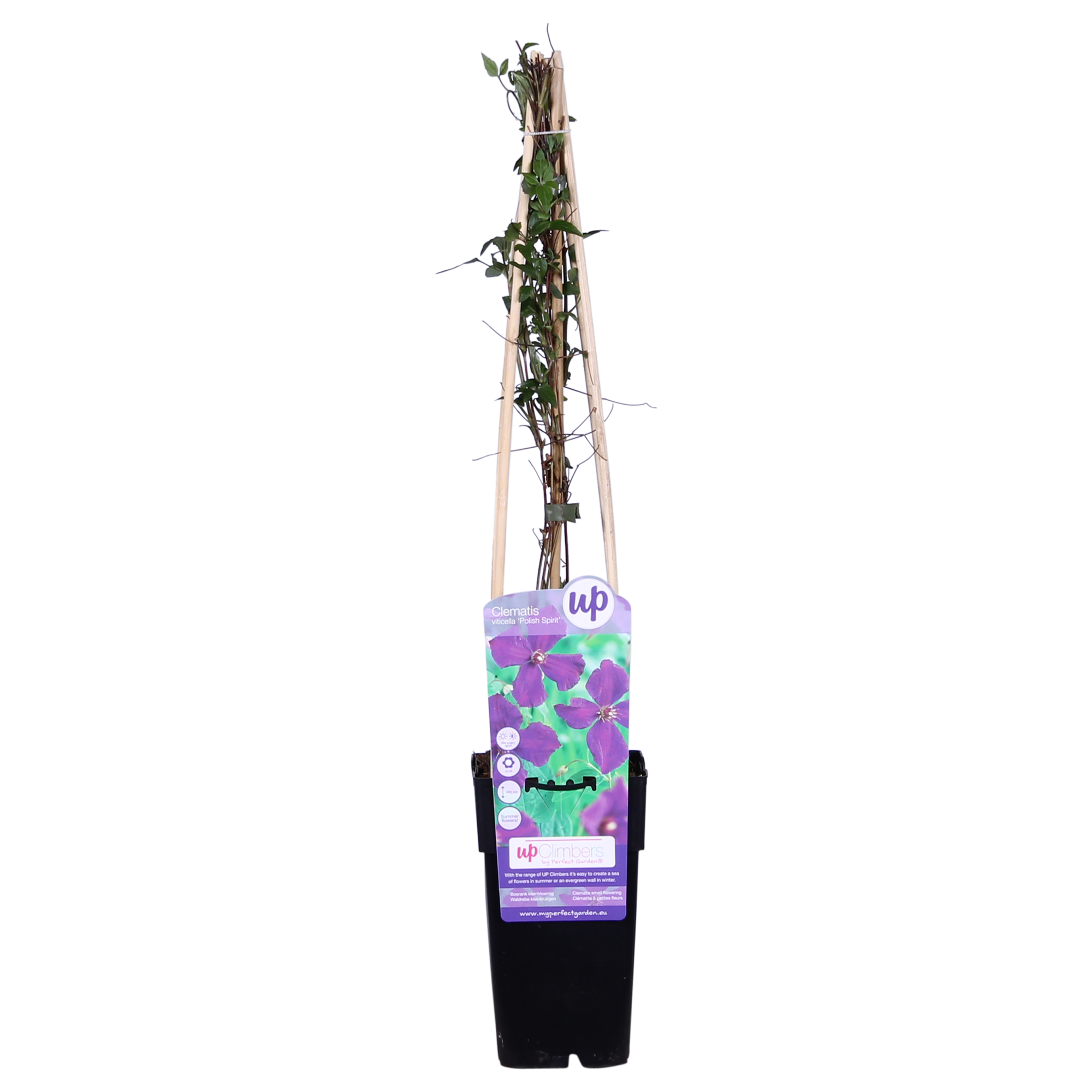 green-guardia-clematis-polish-spirit-pflanze-15cm-topf-violett image 1