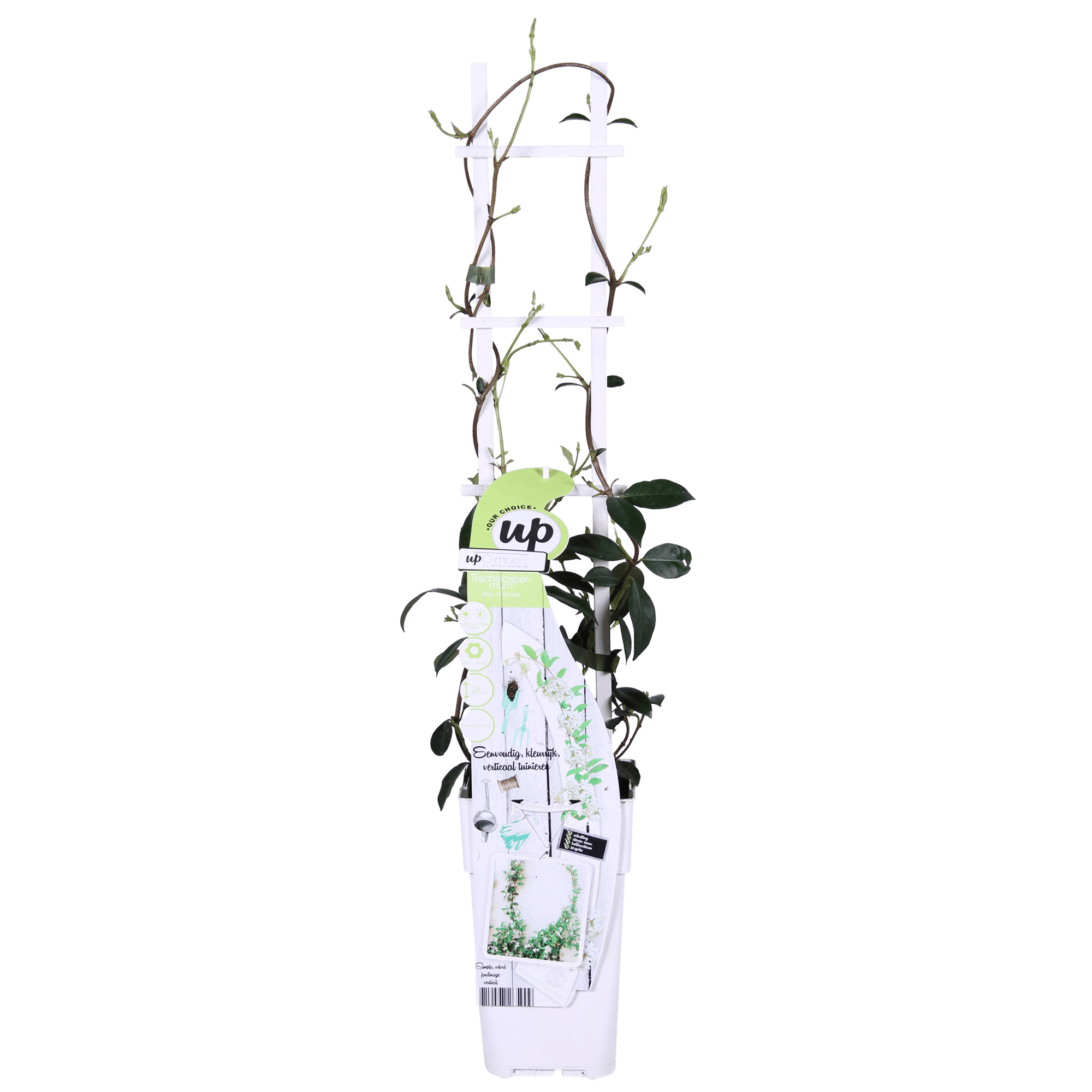 green-guardia-star-of-venice-jasmin-65-cm-15-cm-topf-wei image 6