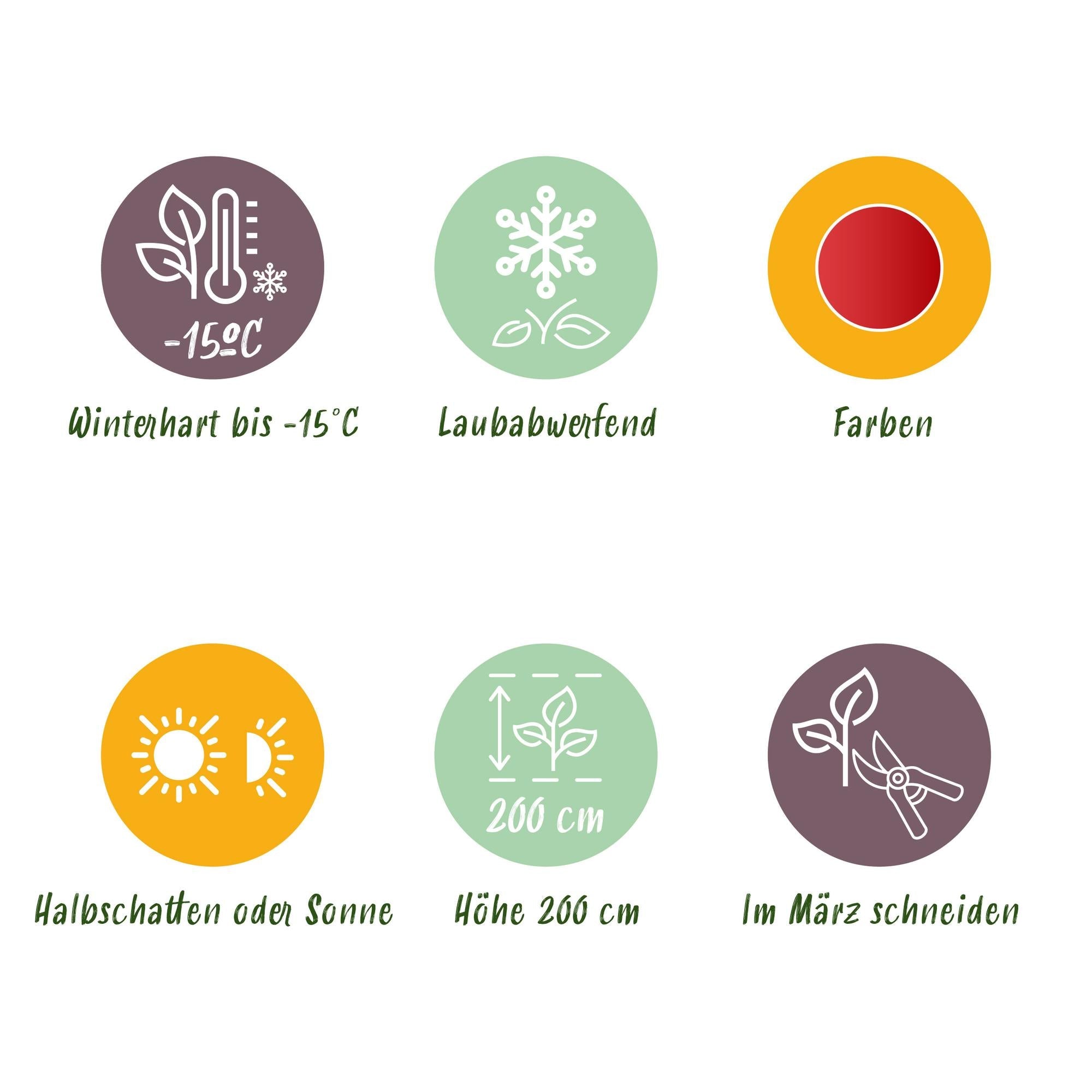 green-guardia-acer-beni-maiko-japanischer-ahorn-70cm-19cm image 3
