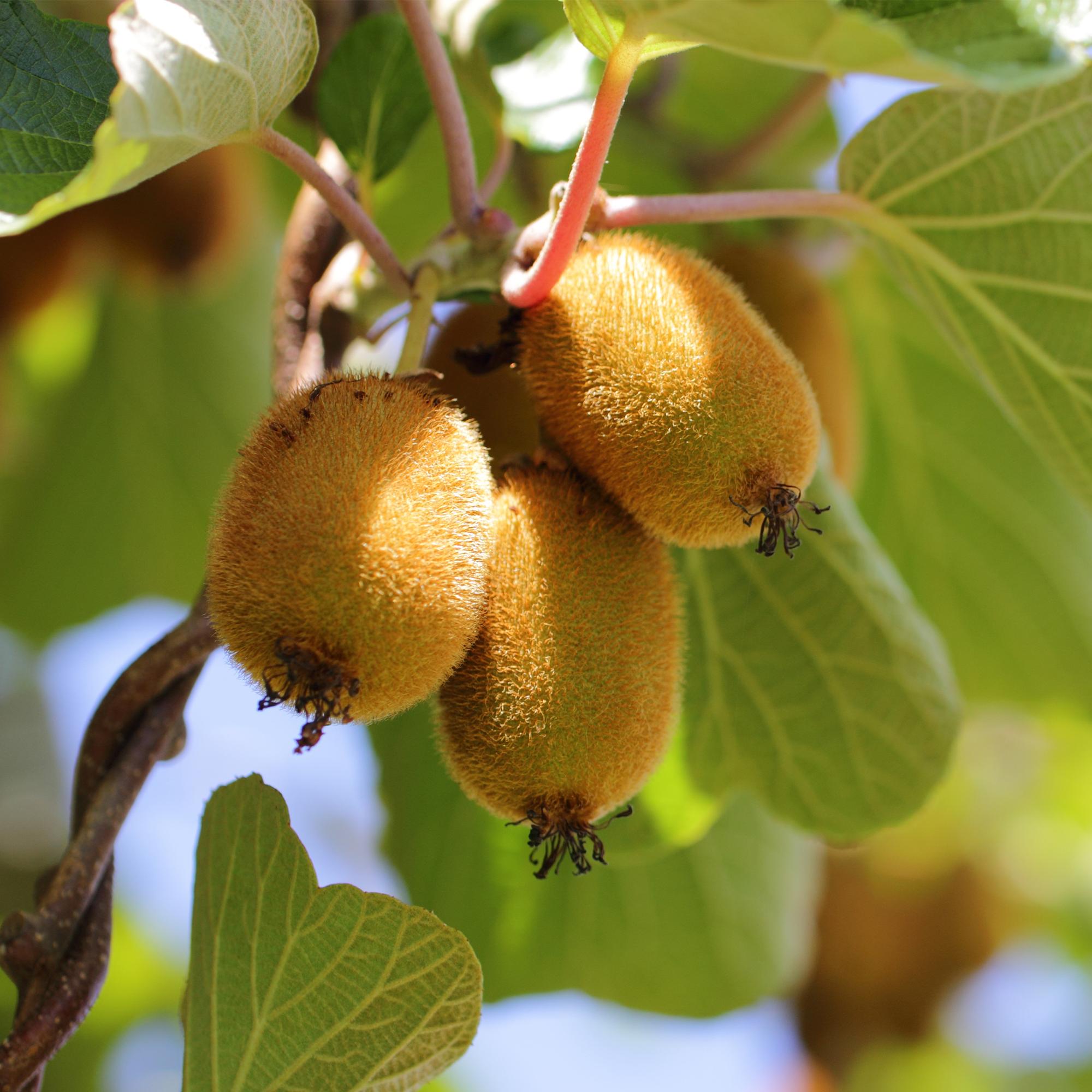 green-guardia-golden-kiwi-obstpflanze-2-pflanzen-gelb-50cm image 5