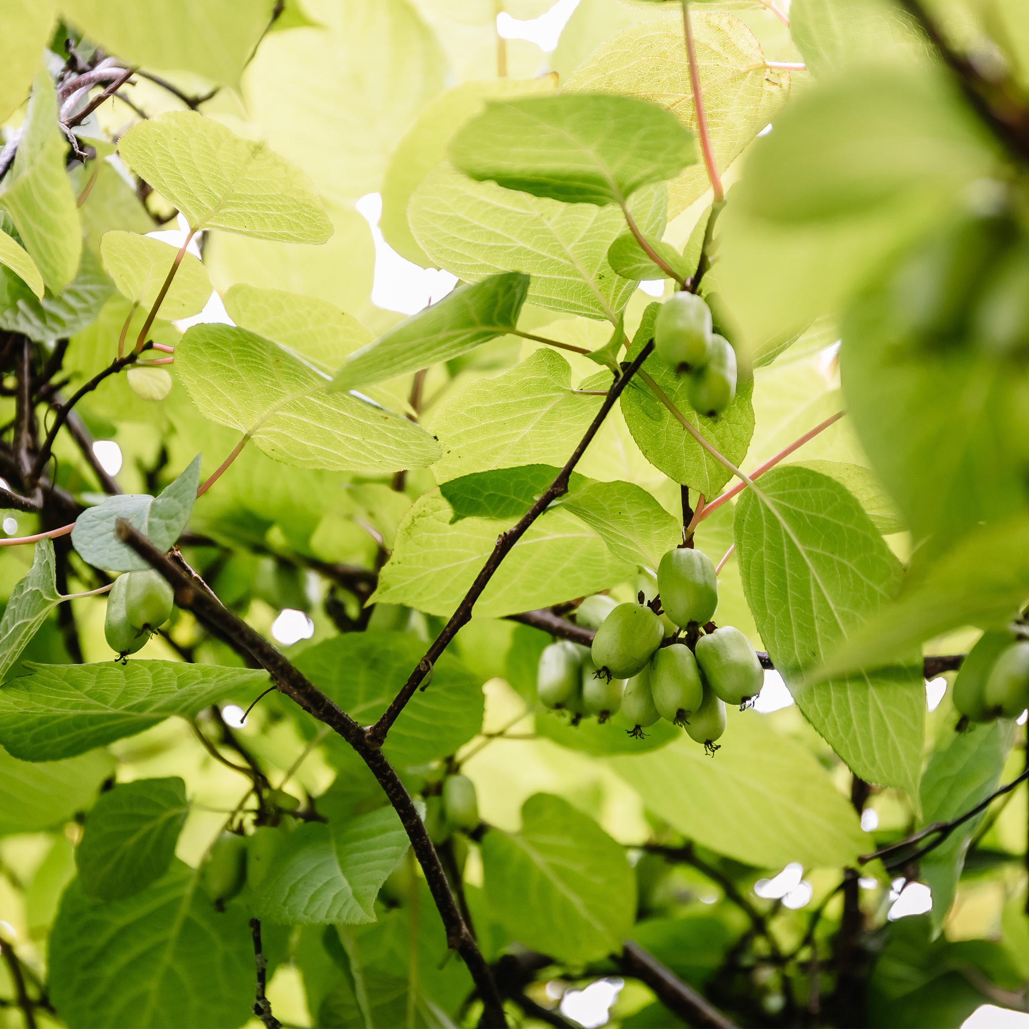 green-guardia-unsere-pflanzen-mini-kiwi-issai-obstpflanze-2-pflanzen image 2