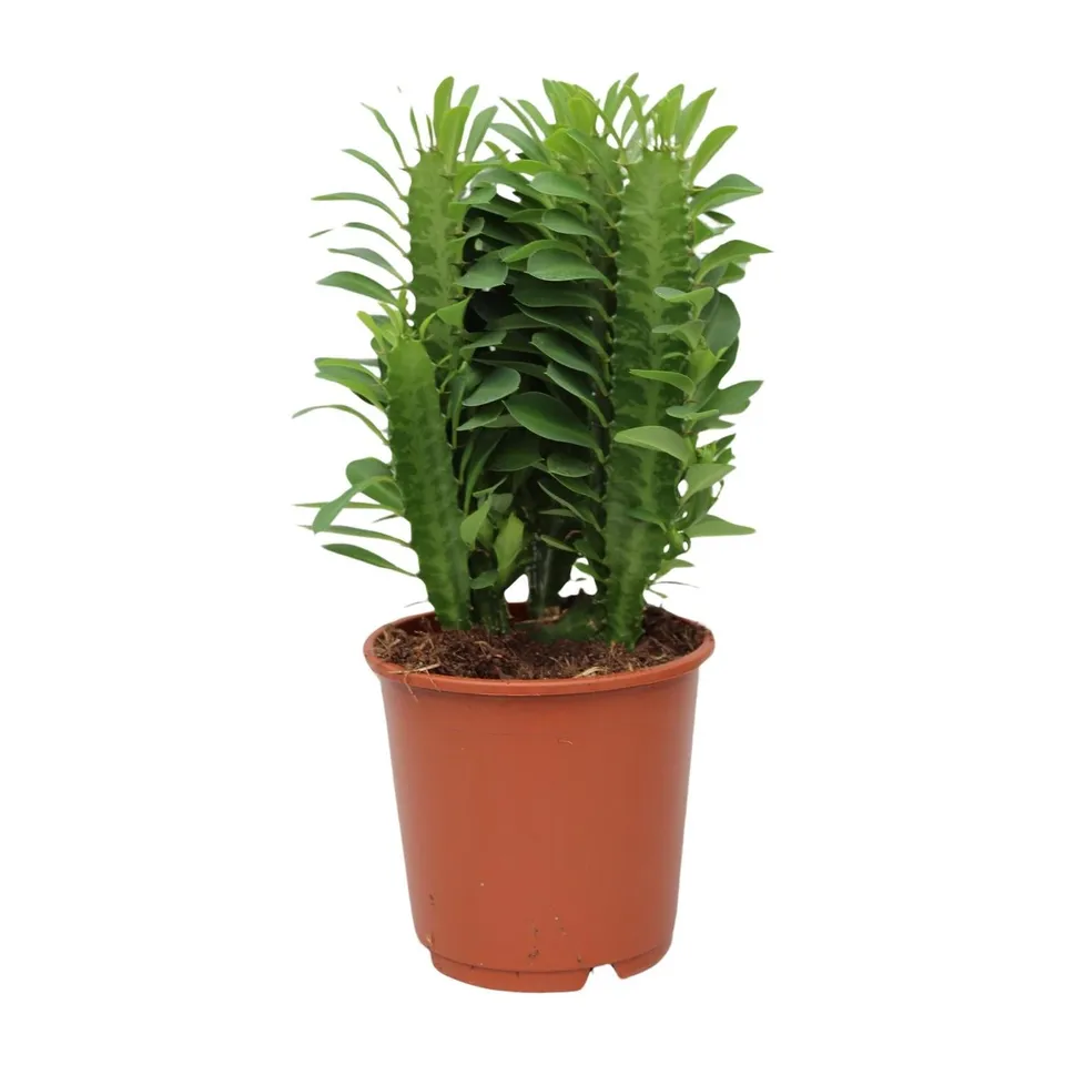 green-guardia-euphorbia-trigona-milchbaum-sukkulente-12cm-40cm image 1