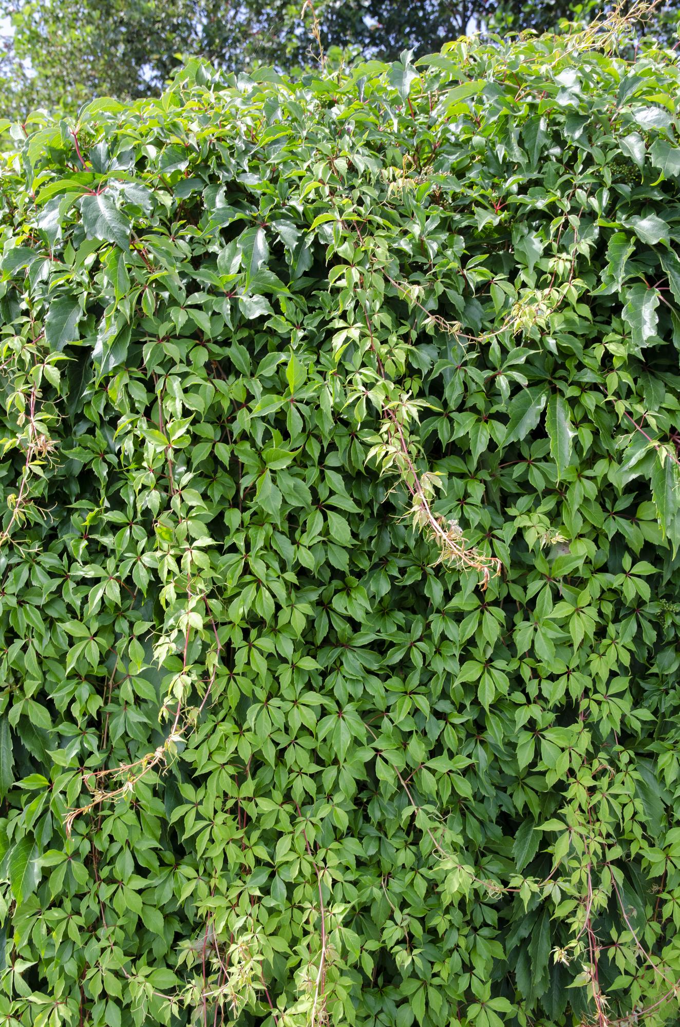 green-guardia-wilder-wein-engelmannii-kletterpflanze-65-cm image 2