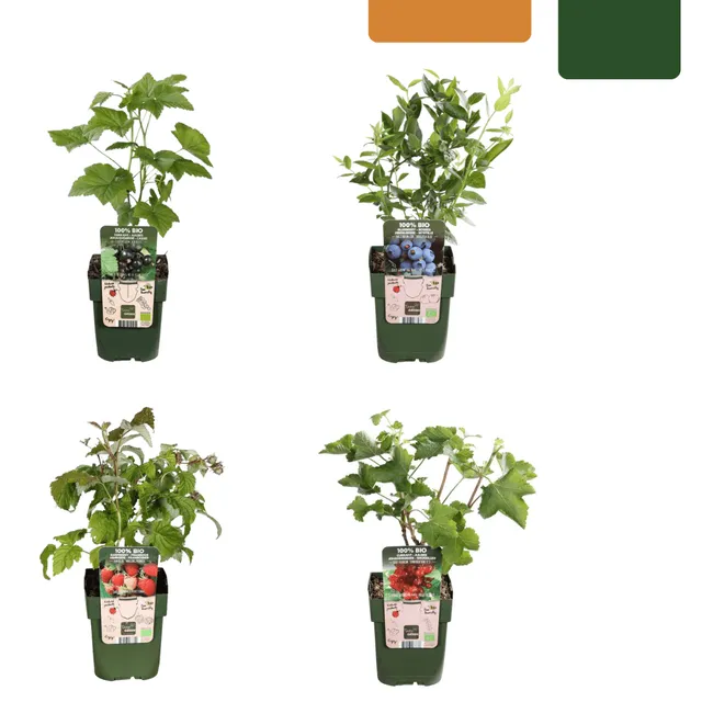 green-guardia-unsere-pflanzen-bio-obstpflanzen-mix-fr-chteparadies-4er image 1