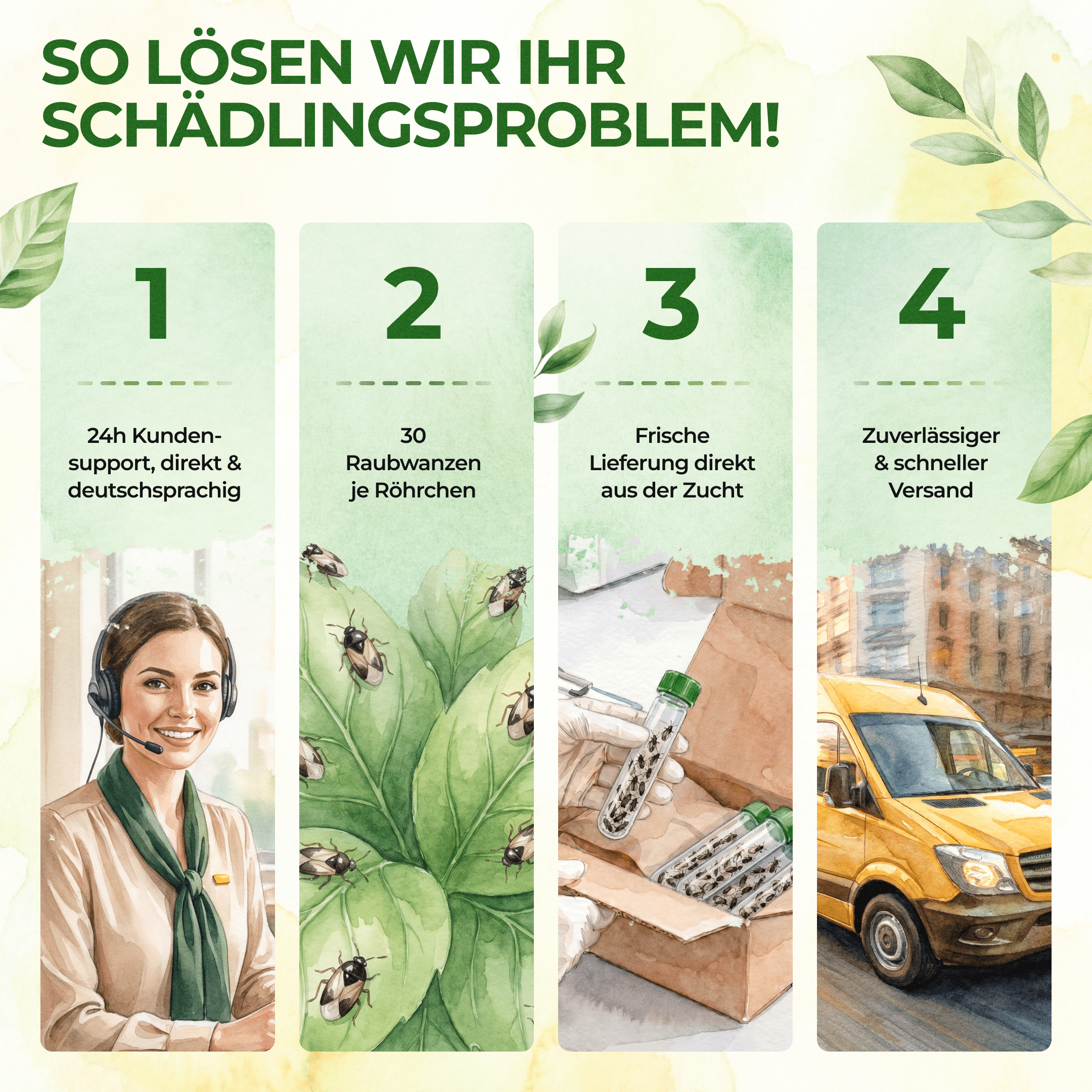 green-guardia-orius-raubwanzen-gegen-thripse-30-n-tzlinge image 5