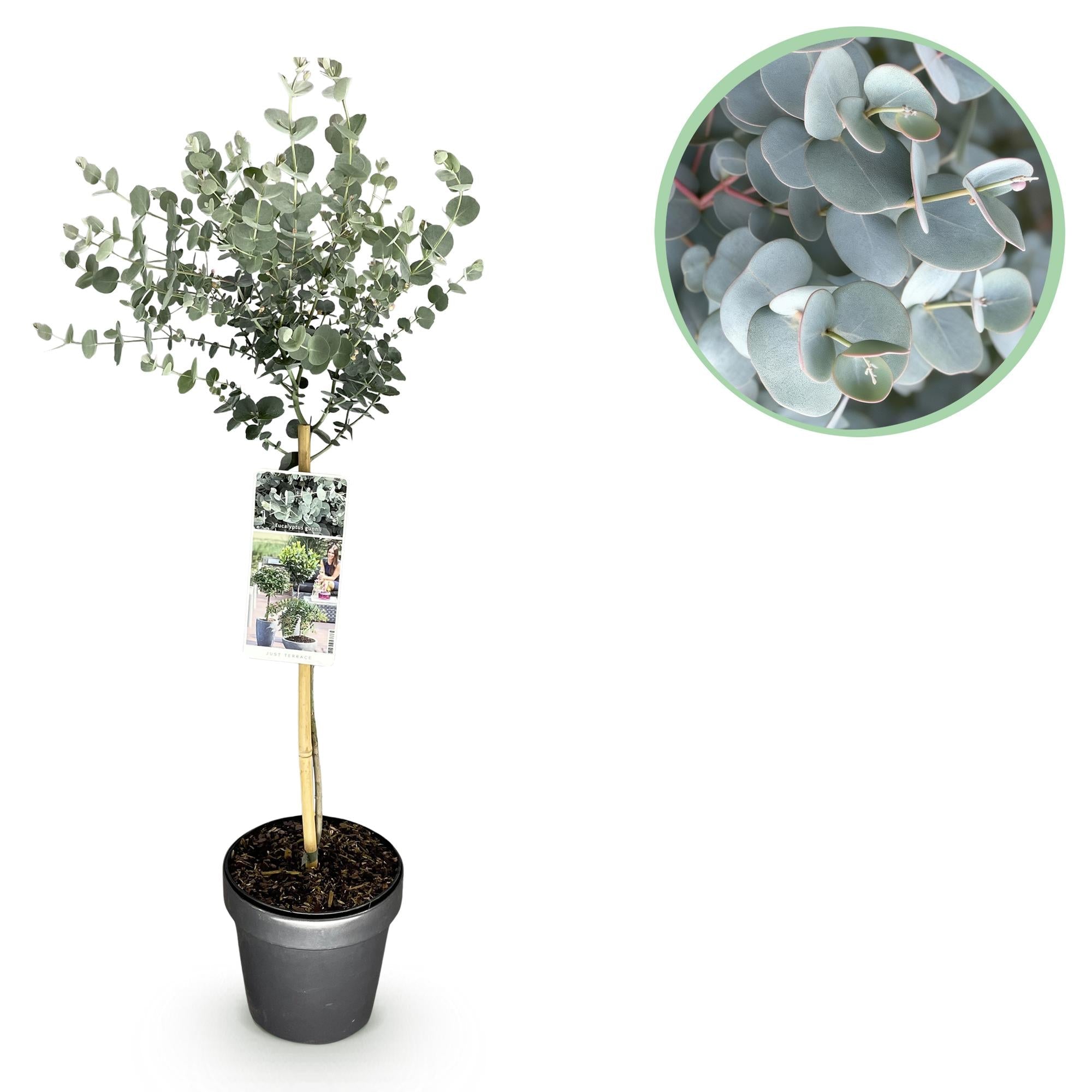 green-guardia-unsere-pflanzen-eucalyptus-gunnii-azure-zierstrauch-90cm image 1