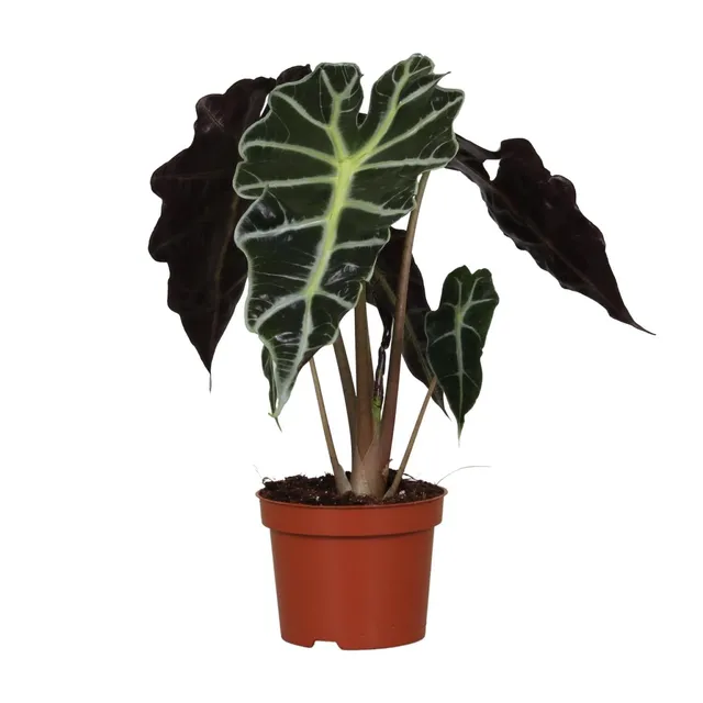 green-guardia-alocasia-polly-elefantenohr-12-cm-topf image 1