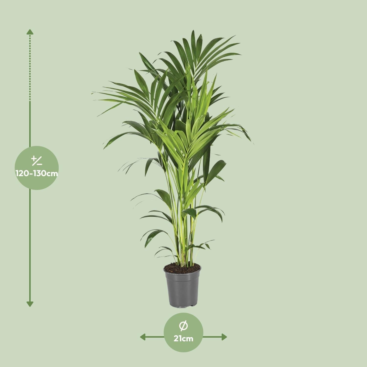 green-guardia-unsere-pflanzen-howea-kentia-palme-110cm-21cm-topf image 8