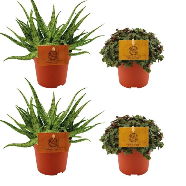 green-guardia-unsere-pflanzen-aloe-spider-zimmerpflanzen-4er-set-10-5-cm image 1