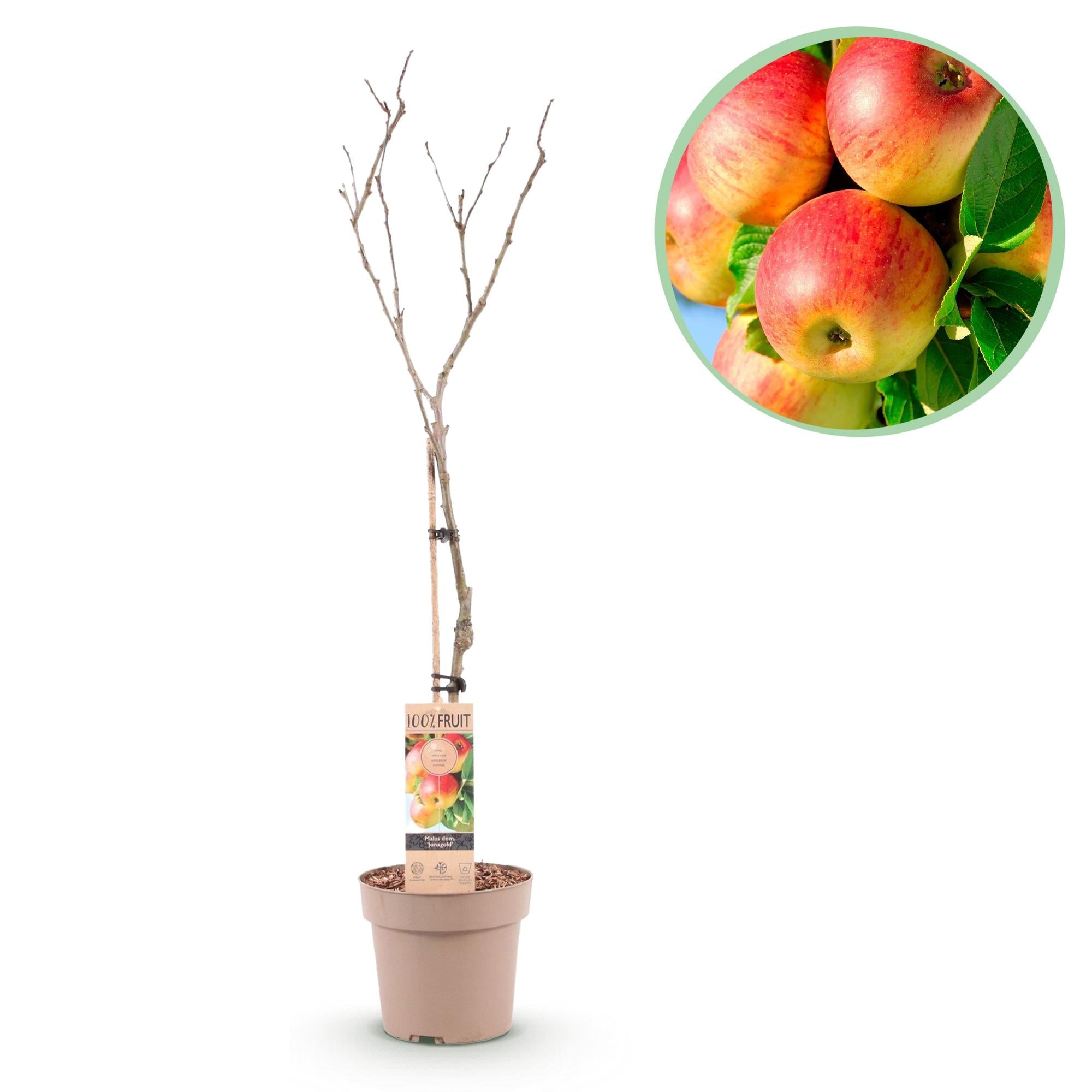 green-guardia-unsere-pflanzen-apfelbaum-jonagold-90-cm-s-s-uerlich image 1
