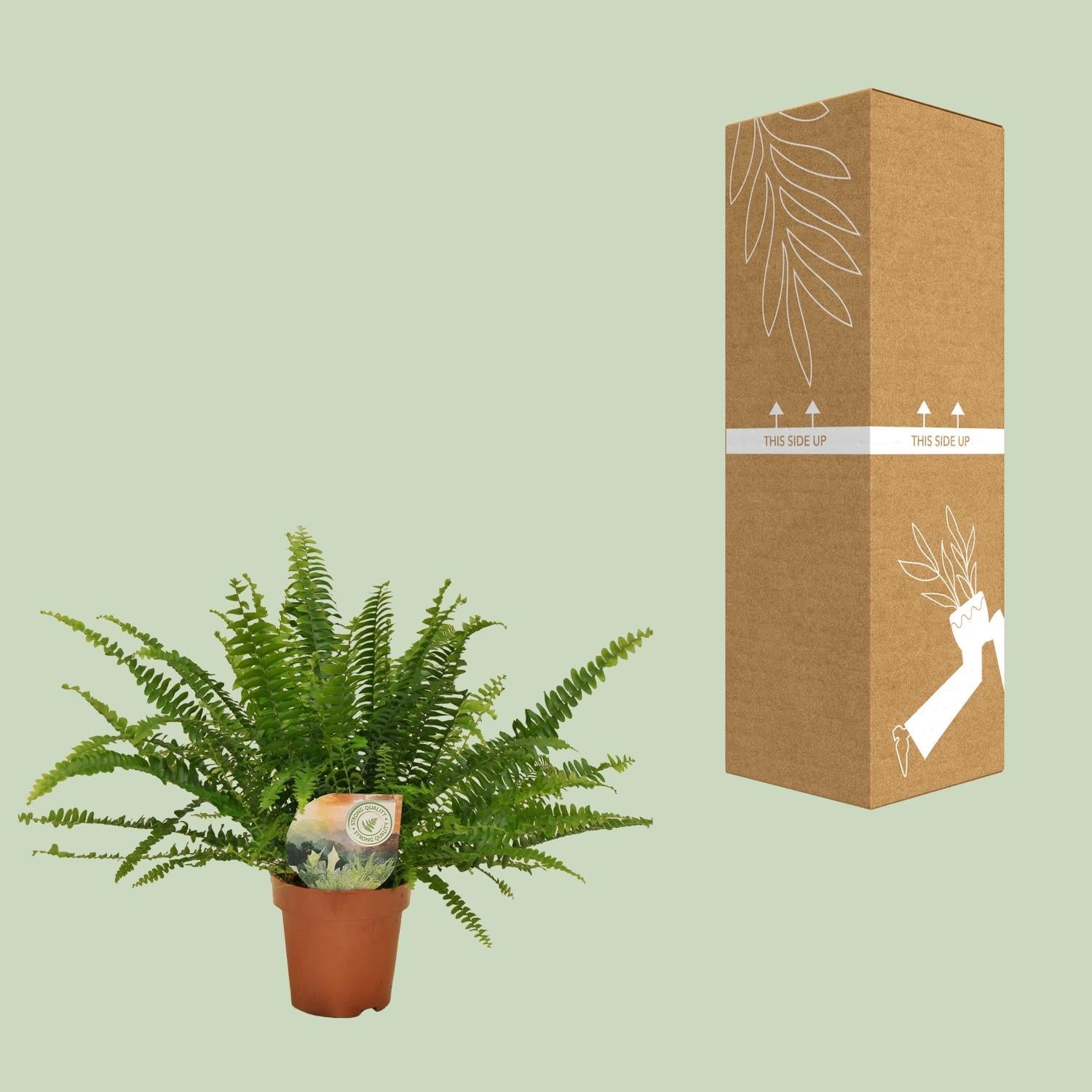 green-guardia-green-lady-farn-nephrolepis-30-cm-12-cm-topf image 3