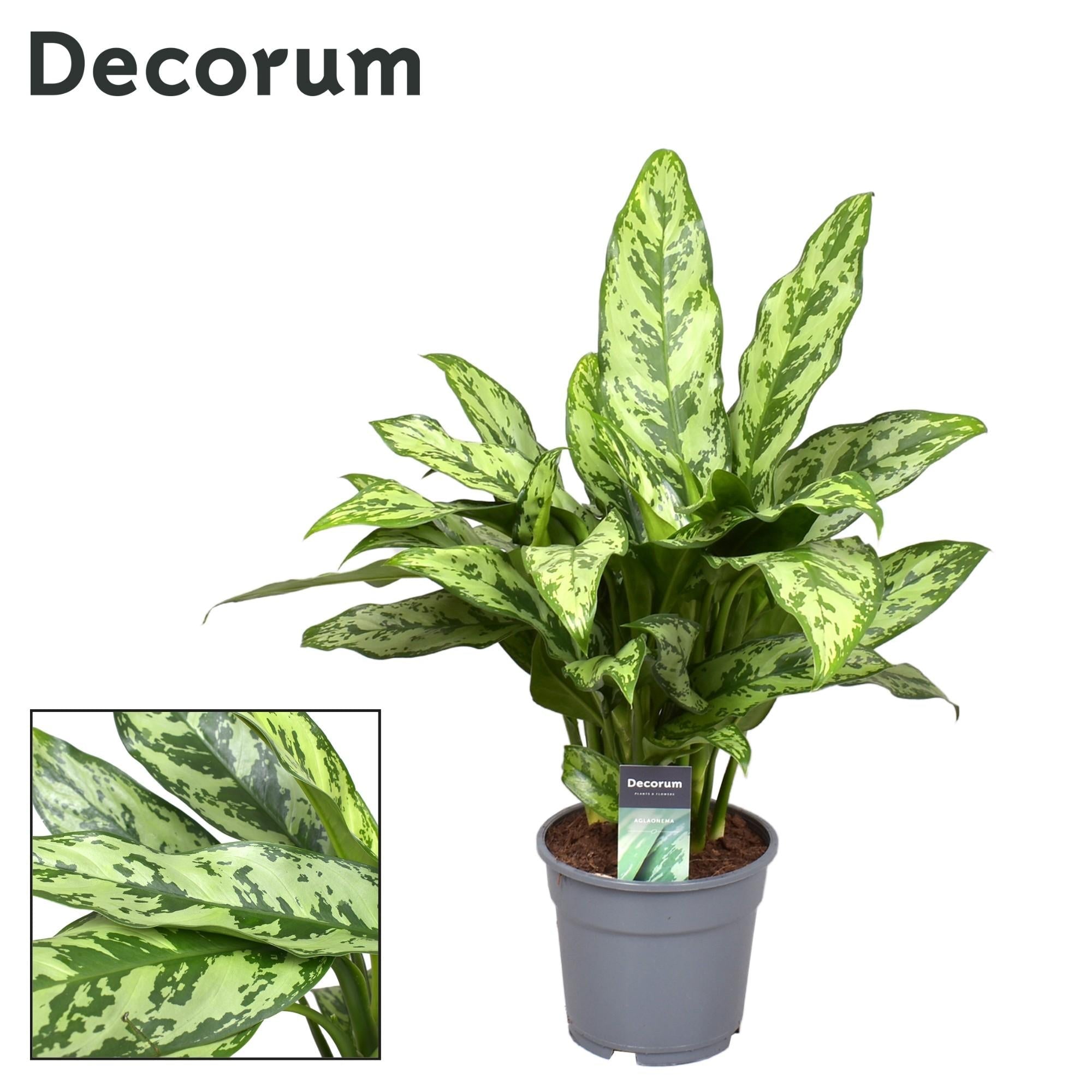 green-guardia-aglaonema-white-joy-kolbenfaden-35-cm-12-cm-topf image 7
