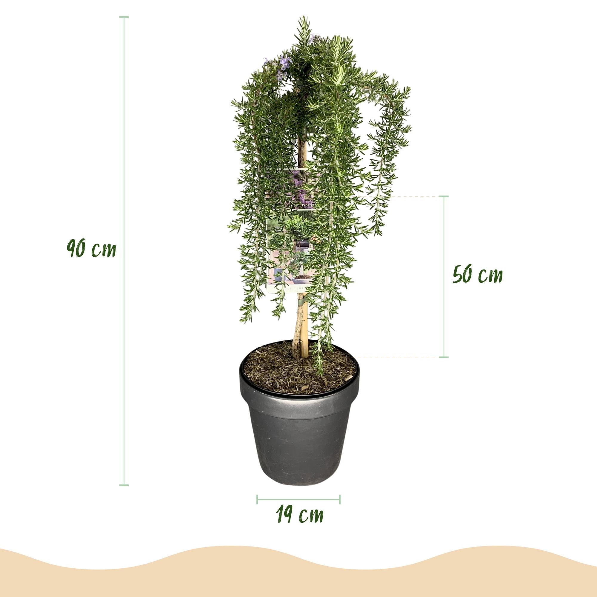 green-guardia-rosmarinus-prostratus-rosmarin-19cm-topf-90cm image 2