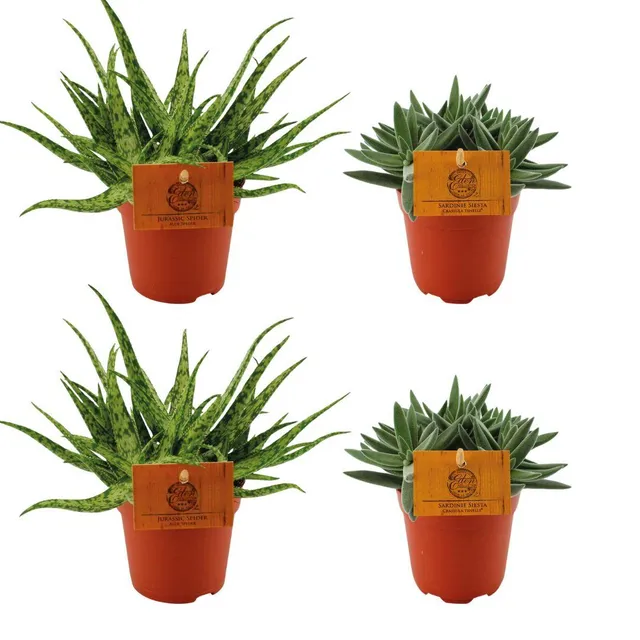 green-guardia-unsere-pflanzen-aloe-spider-sukkulenten-4er-10cm image 1