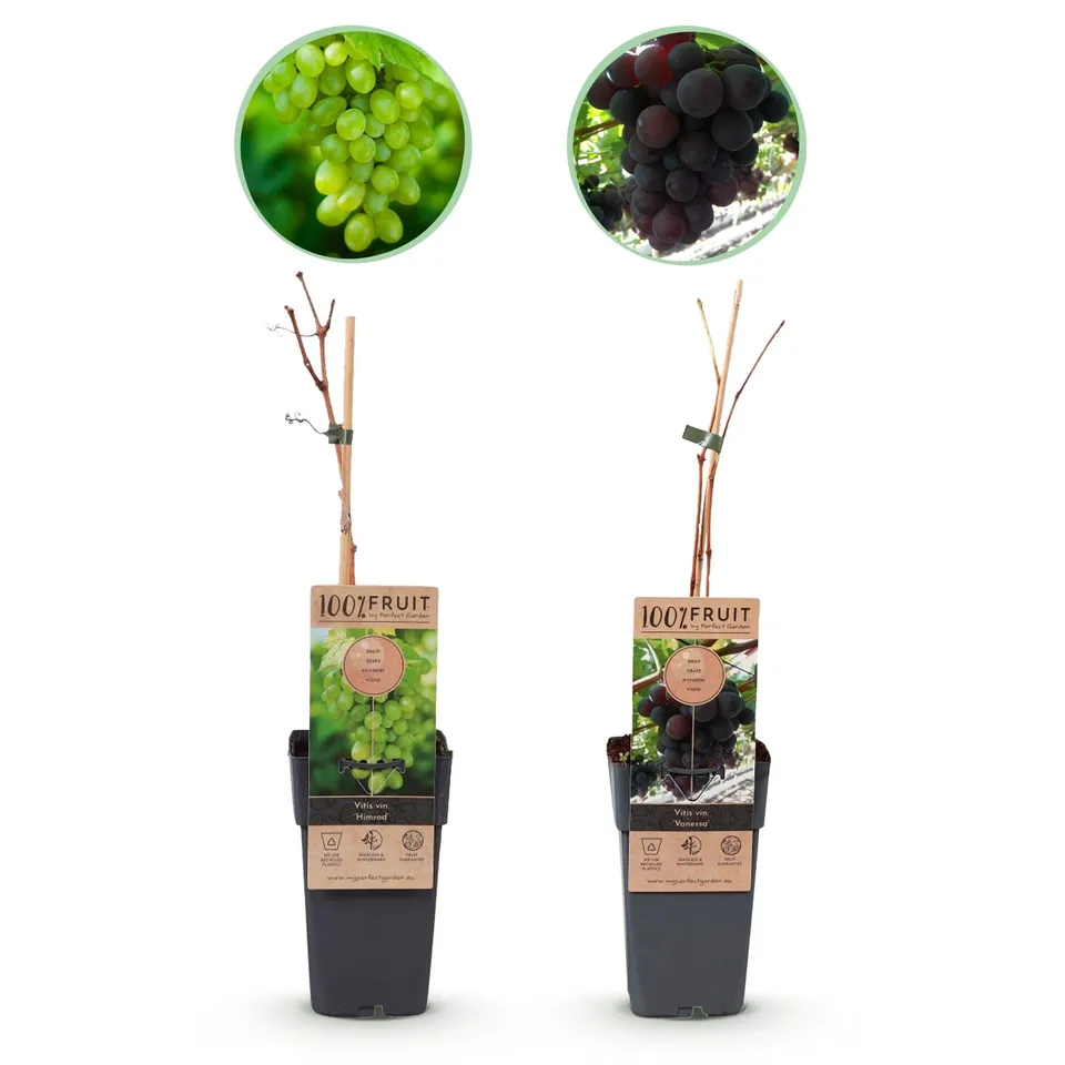 green-guardia-vitis-vanessa-himrod-traubenpflanze-2er-set image 1