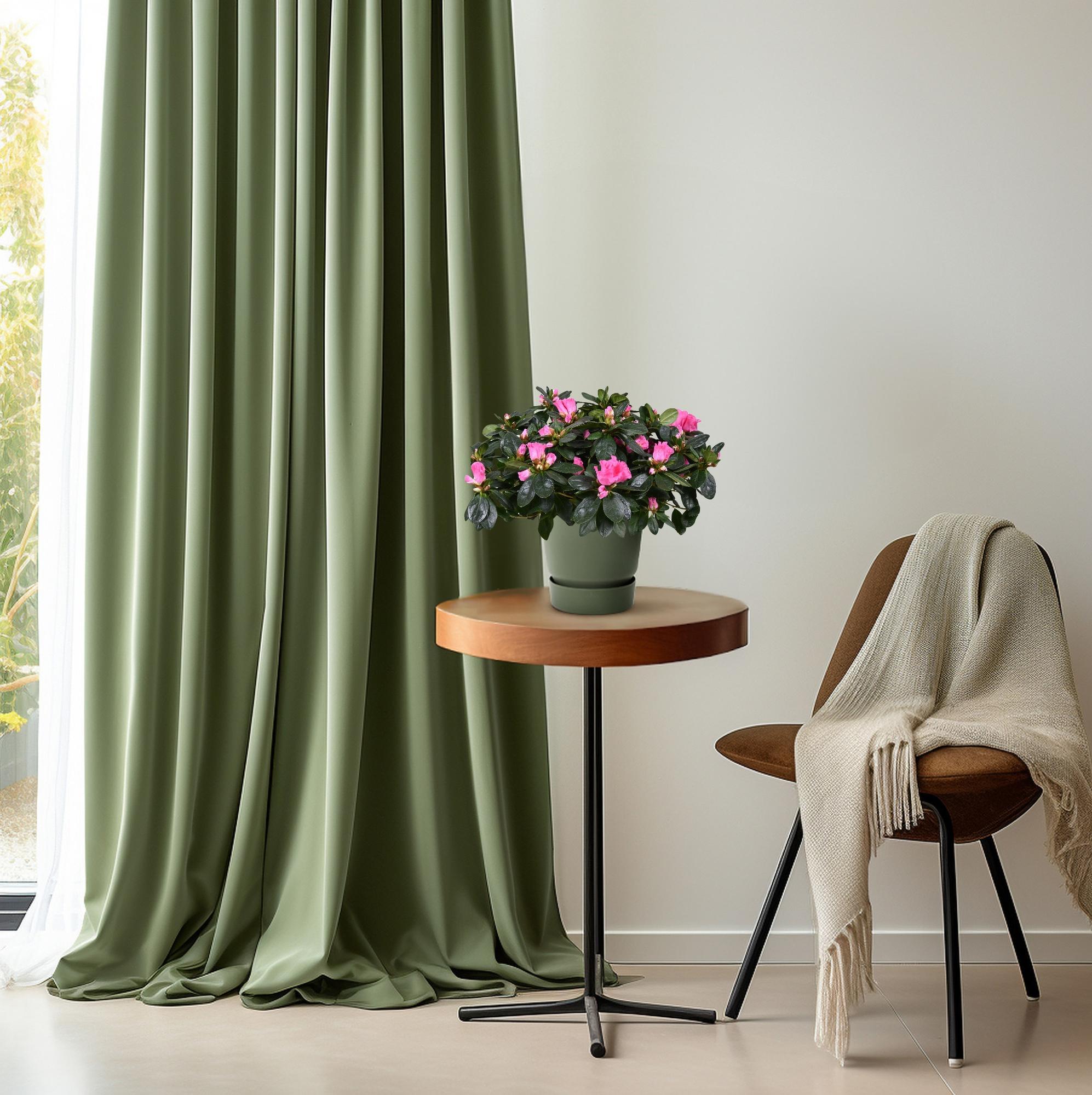 green-guardia-unsere-pflanzen-azalea-rose-vogel-zimmerpflanze-14cm-rosa image 4