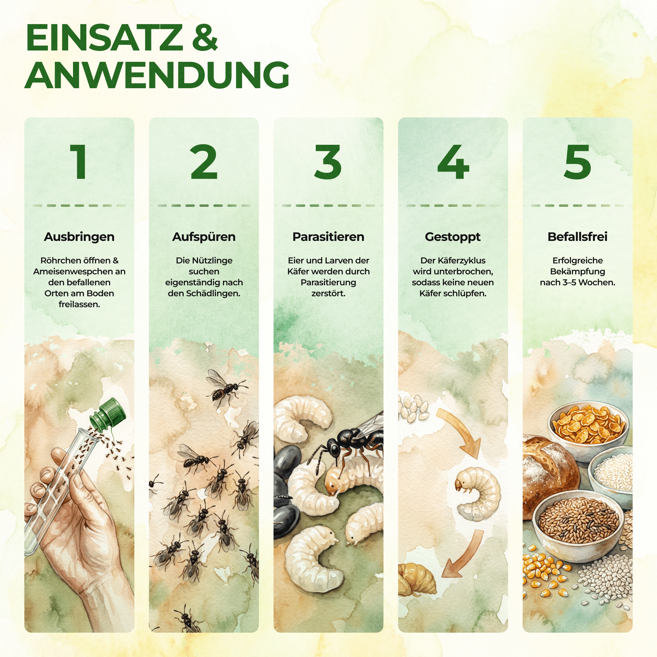 green-guardia-ameisenwespchen-gegen-brotk-fer-40-st-ck image 3