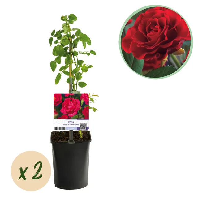 green-guardia-paul-scarlet-climber-kletterrose-2-pflanzen-40-cm image 1