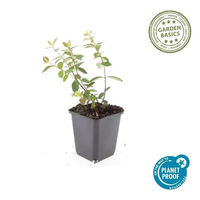 green-guardia-johanniskraut-peter-dummer-zierstrauch-9-cm-topf image 1