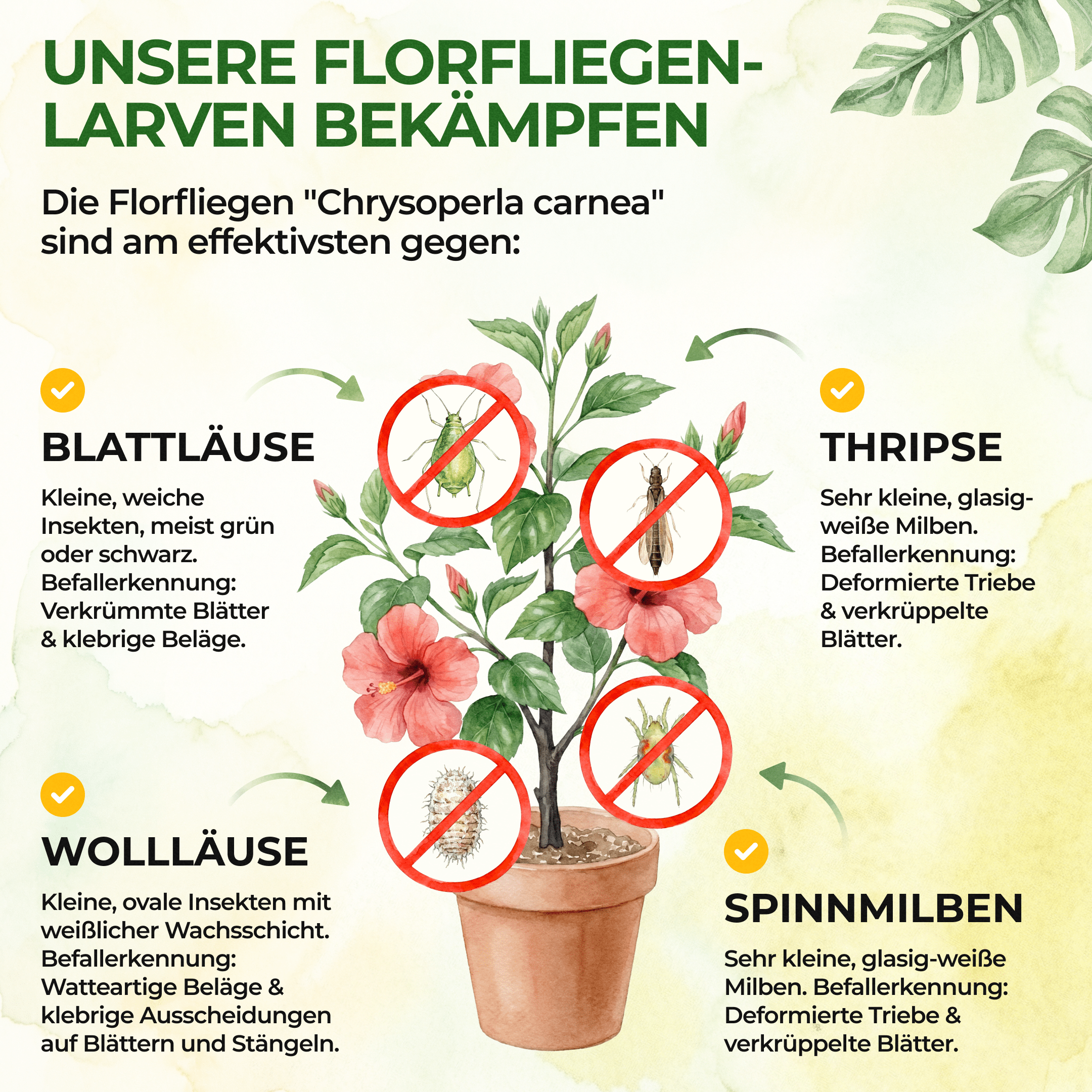 green-guardia-florfliegenlarven-und-eier-n-tzlinge-1-t-te-gegen-blattl-use image 2