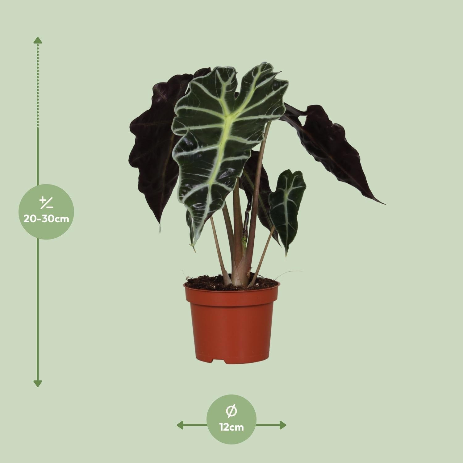 green-guardia-alocasia-polly-elefantenohr-12-cm-topf image 2