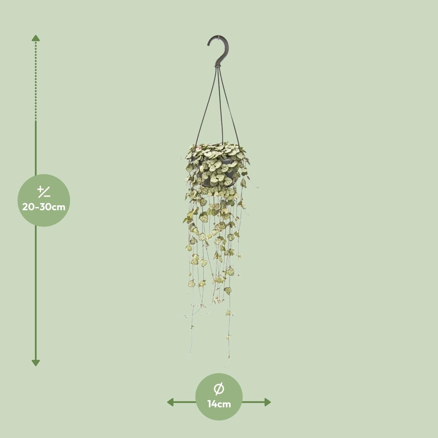 green-guardia-unsere-pflanzen-ceropegia-woodii-leuchterblume-14cm-topf image 2