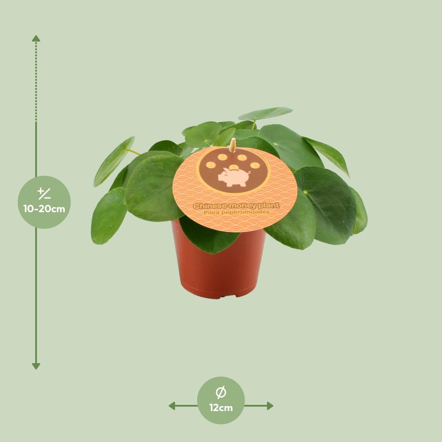 green-guardia-pilea-peperomioides-geldbaum-30-cm image 5