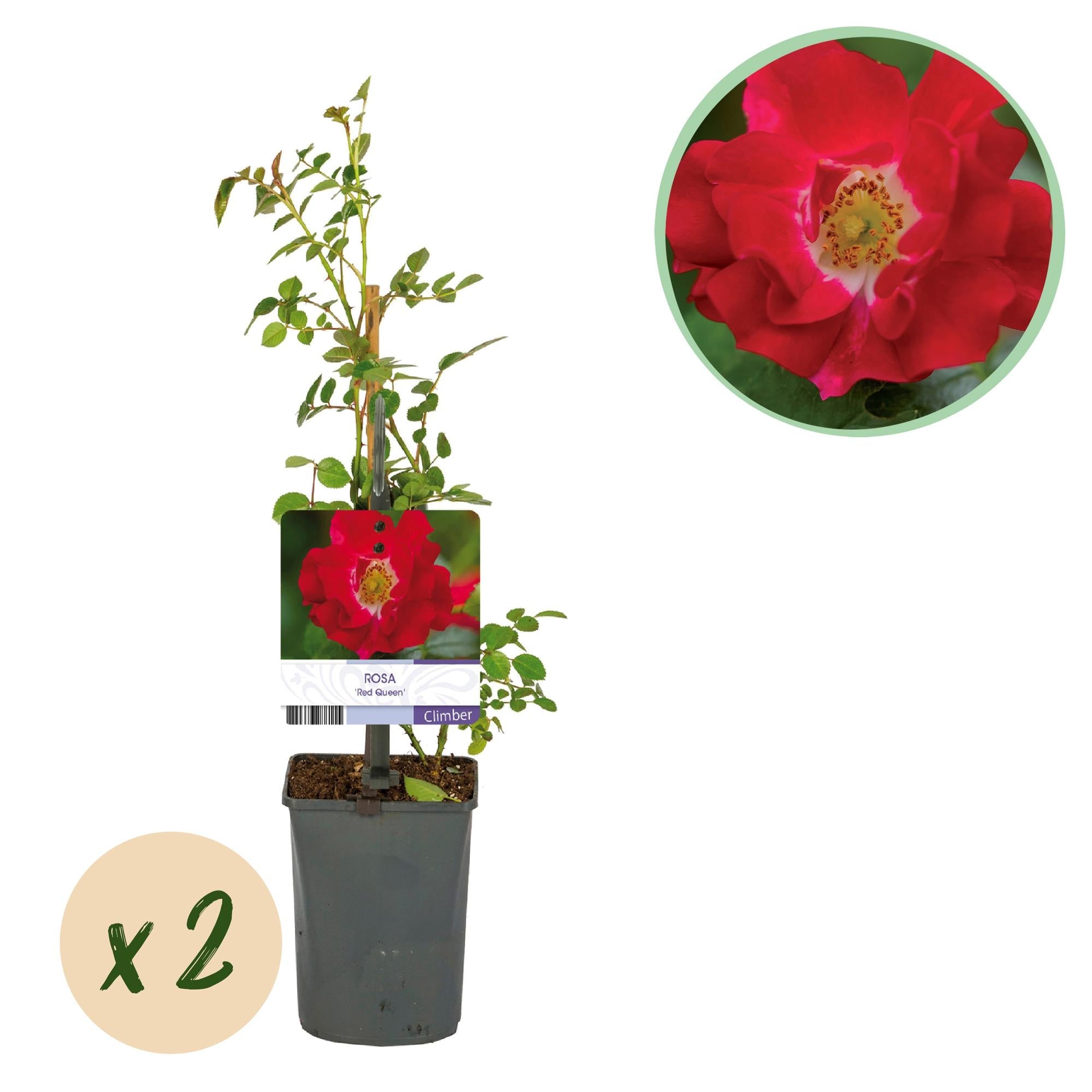 green-guardia-unsere-pflanzen-rosa-red-queen-kletterrose-rot-2-pflanzen image 1