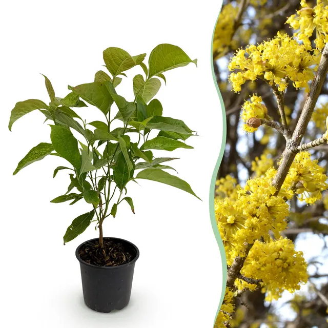 green-guardia-cornus-mas-kornelkirsche-zierstrauch-35-cm image 1