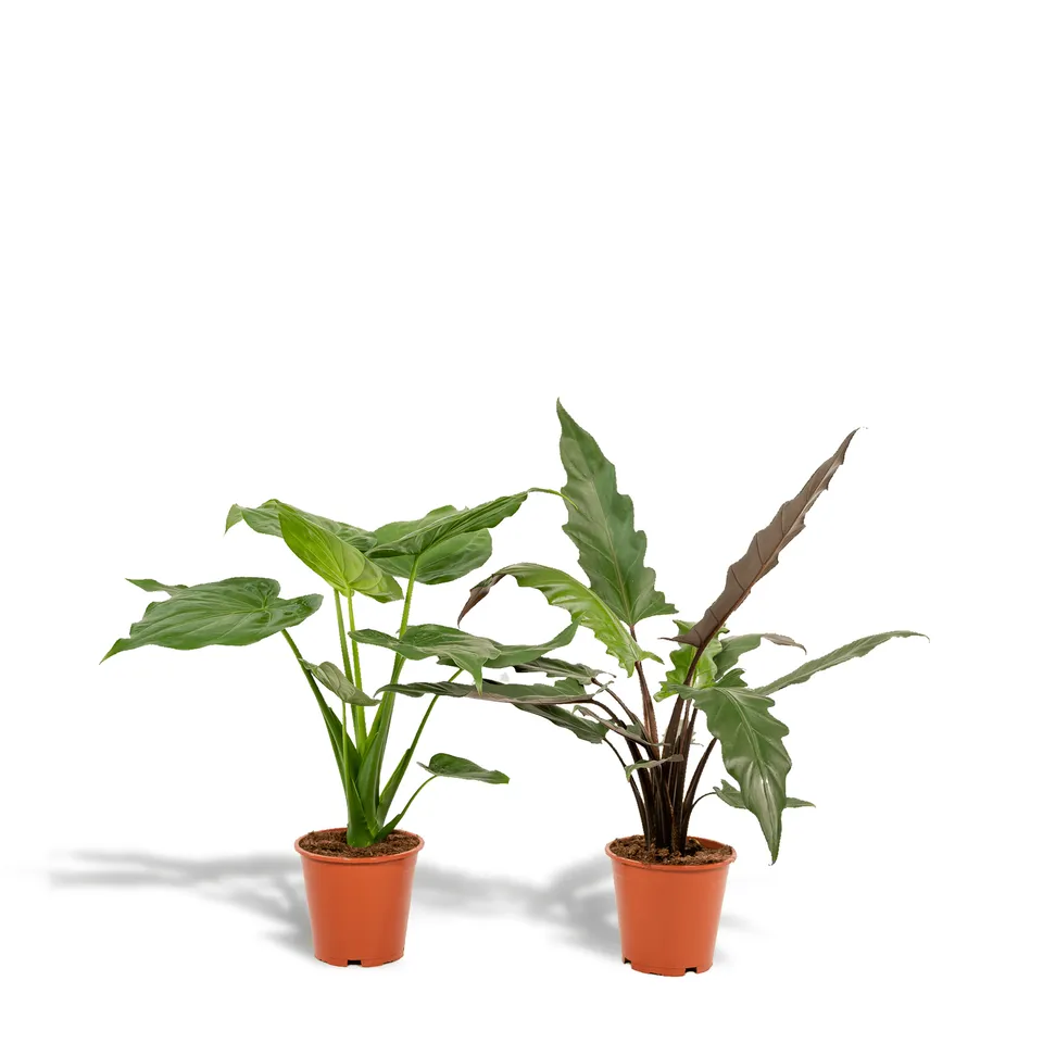 green-guardia-alocasia-elefantenohr-2-pflanzen-60-75-cm image 1