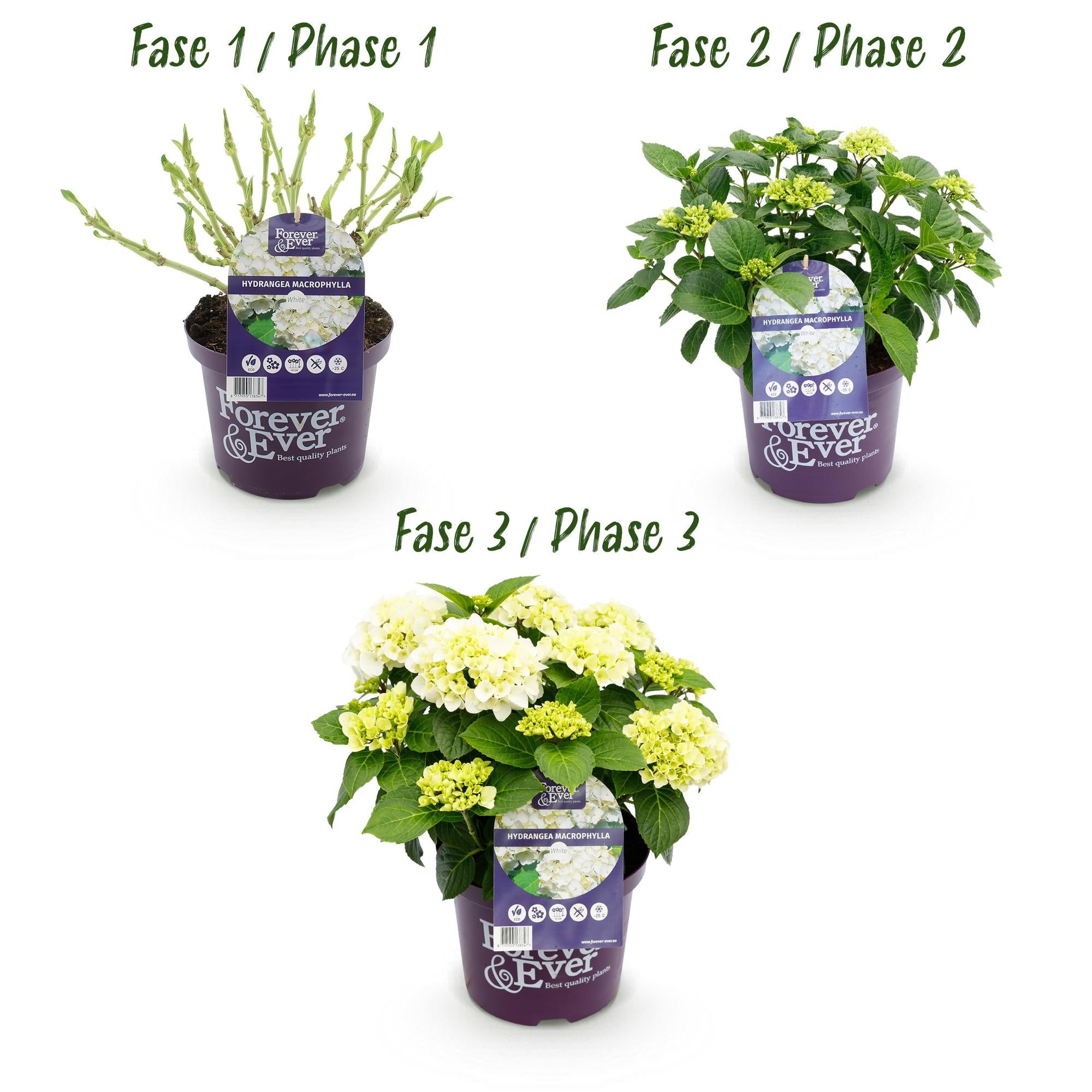 green-guardia-unsere-pflanzen-forever-ever-hortensie-wei-1x-pflanze image 3