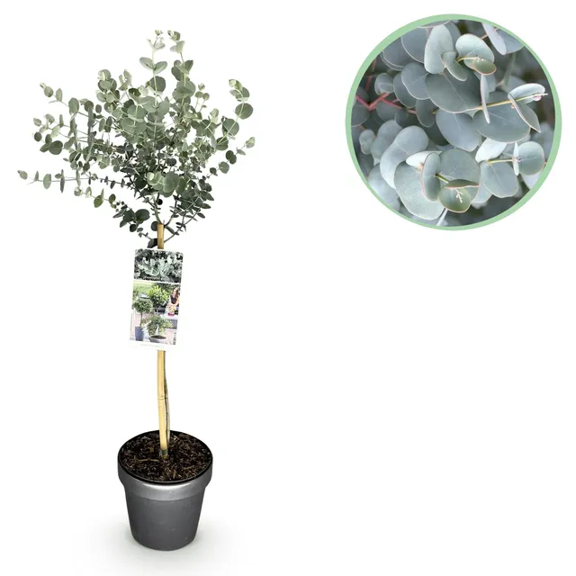 green-guardia-unsere-pflanzen-eucalyptus-gunnii-azure-zierstrauch-90cm image 1
