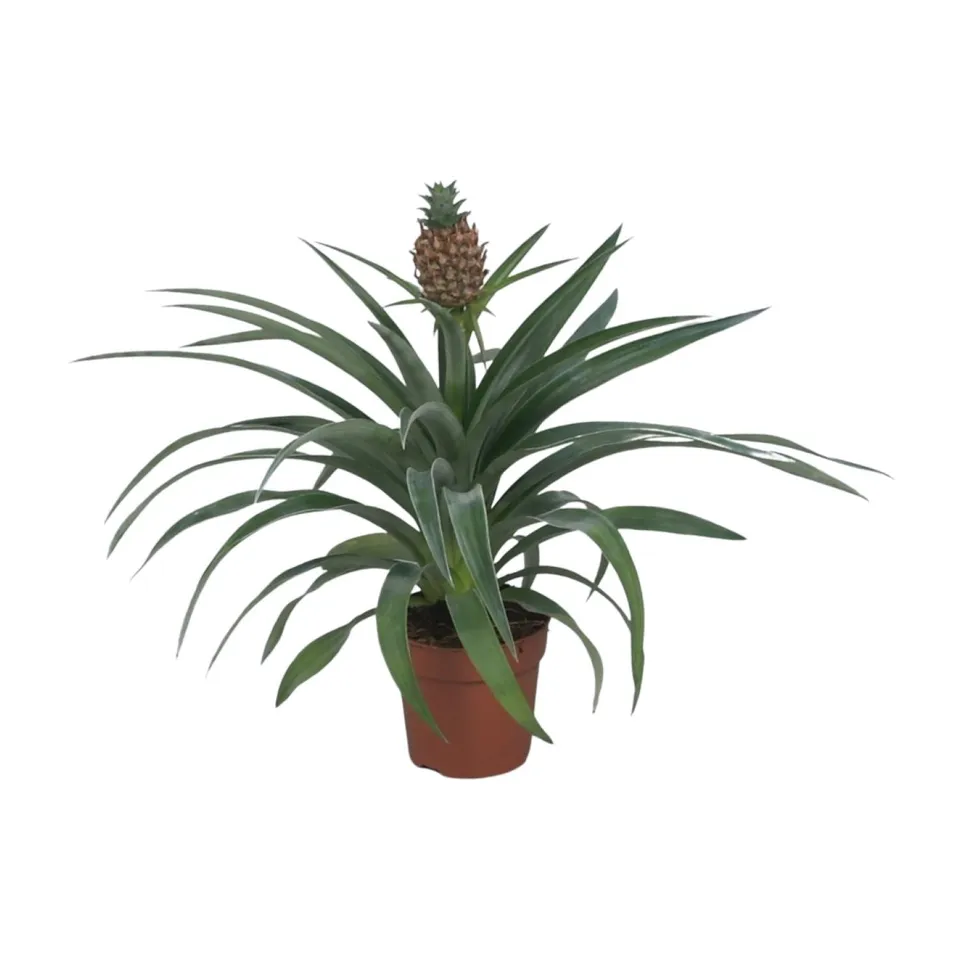 green-guardia-ananas-mi-amigo-12cm-topf-zierananas-40cm image 1