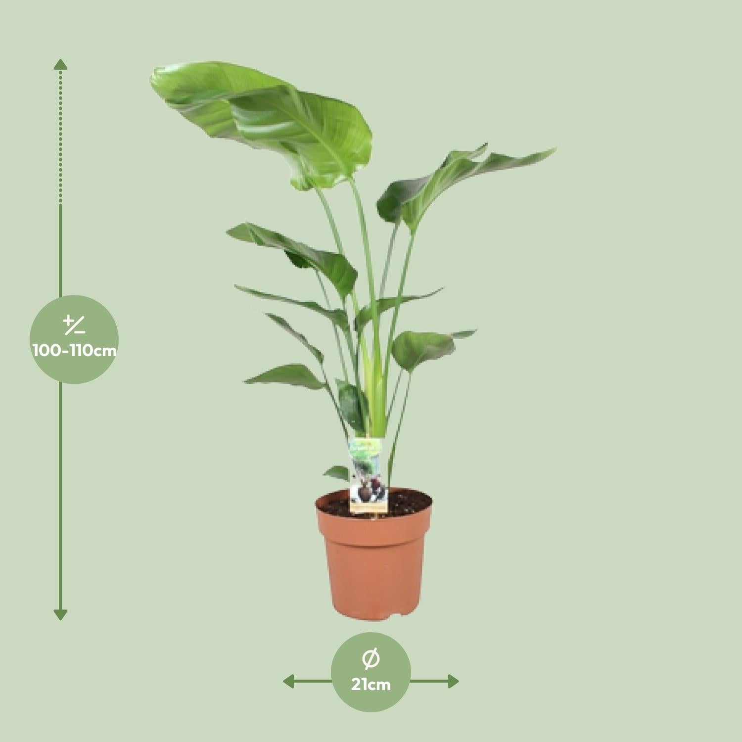 green-guardia-unsere-pflanzen-strelitzia-nicolai-zimmerpflanze-60cm-pflegeleicht image 6