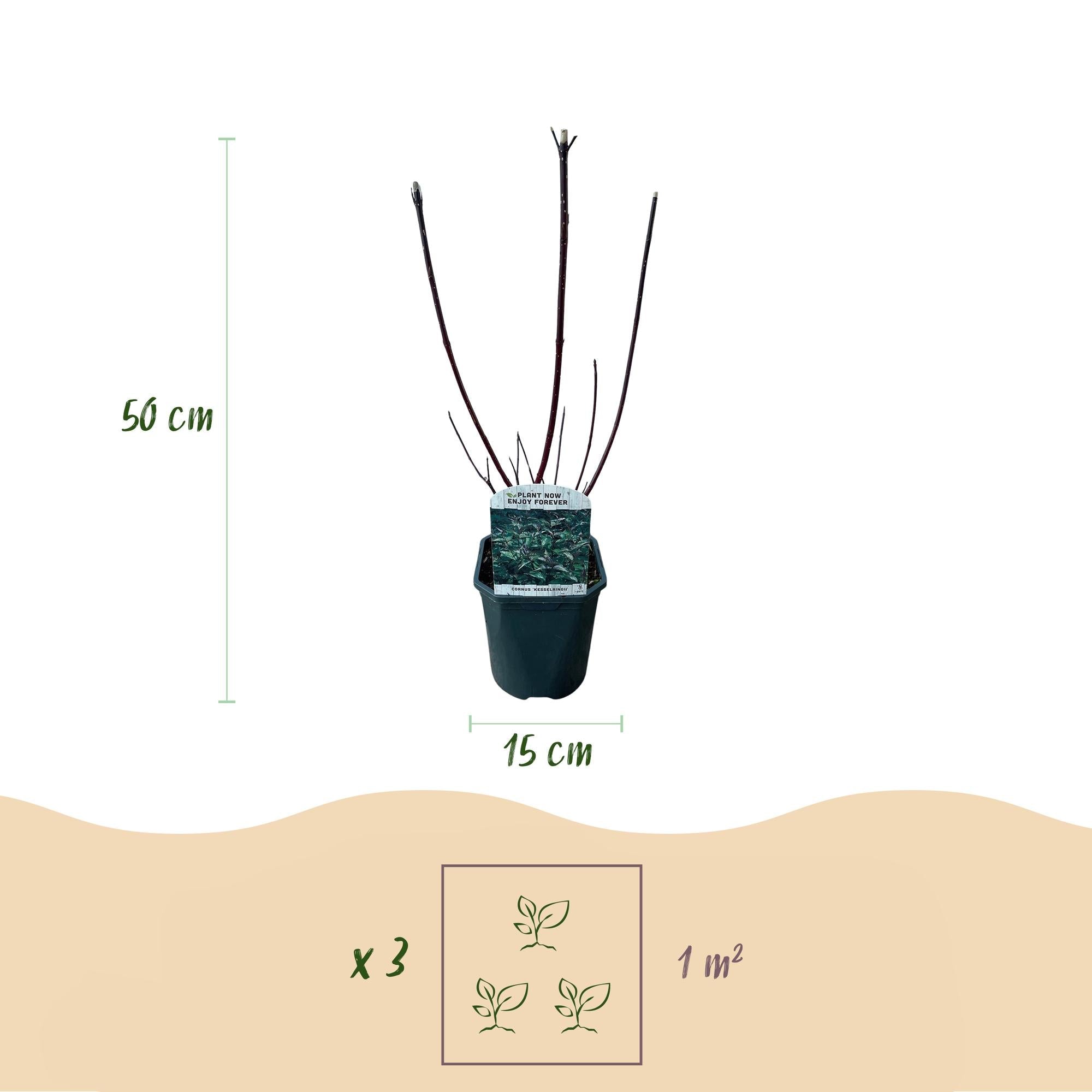 green-guardia-kesselringii-zierhartriegel-45-cm image 2