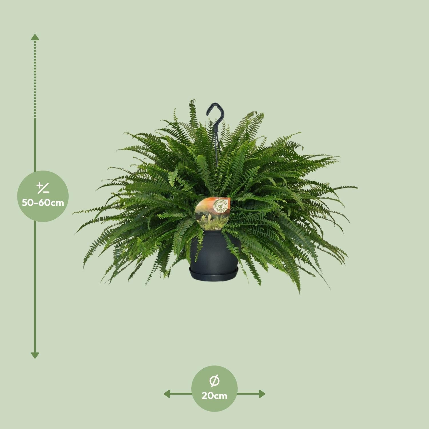 green-guardia-green-lady-farn-nephrolepis-30-cm-12-cm-topf image 5