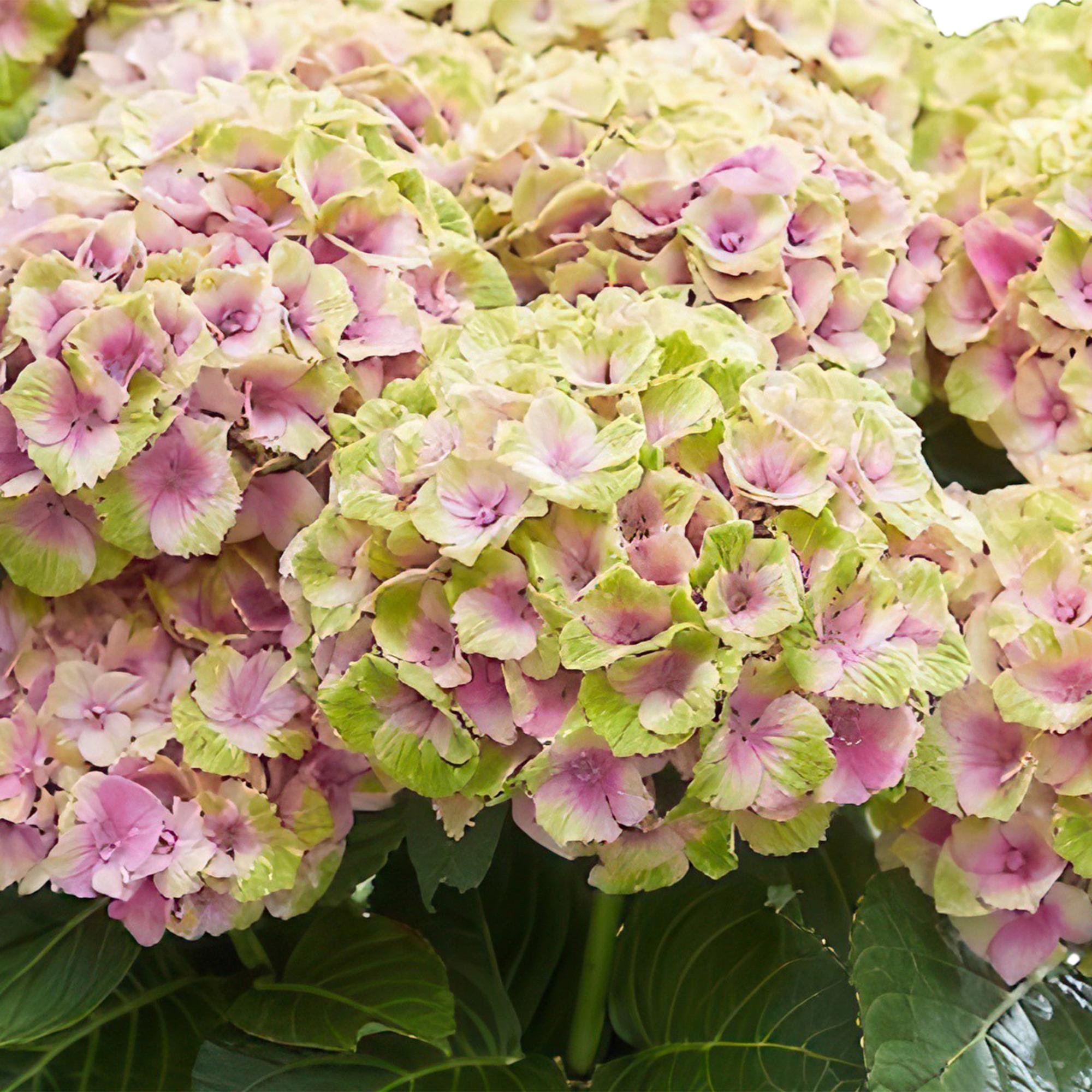 green-guardia-hydrangea-magical-jewel-pink-hortensie-rosa image 4