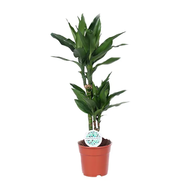 green-guardia-dracaena-janet-lind-drachenbaum-70cm-pflegeleicht image 1