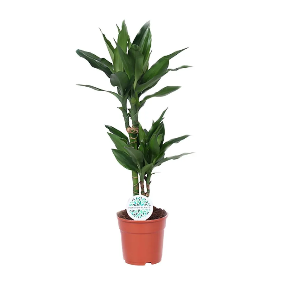 green-guardia-dracaena-janet-lind-drachenbaum-70cm-pflegeleicht image 1