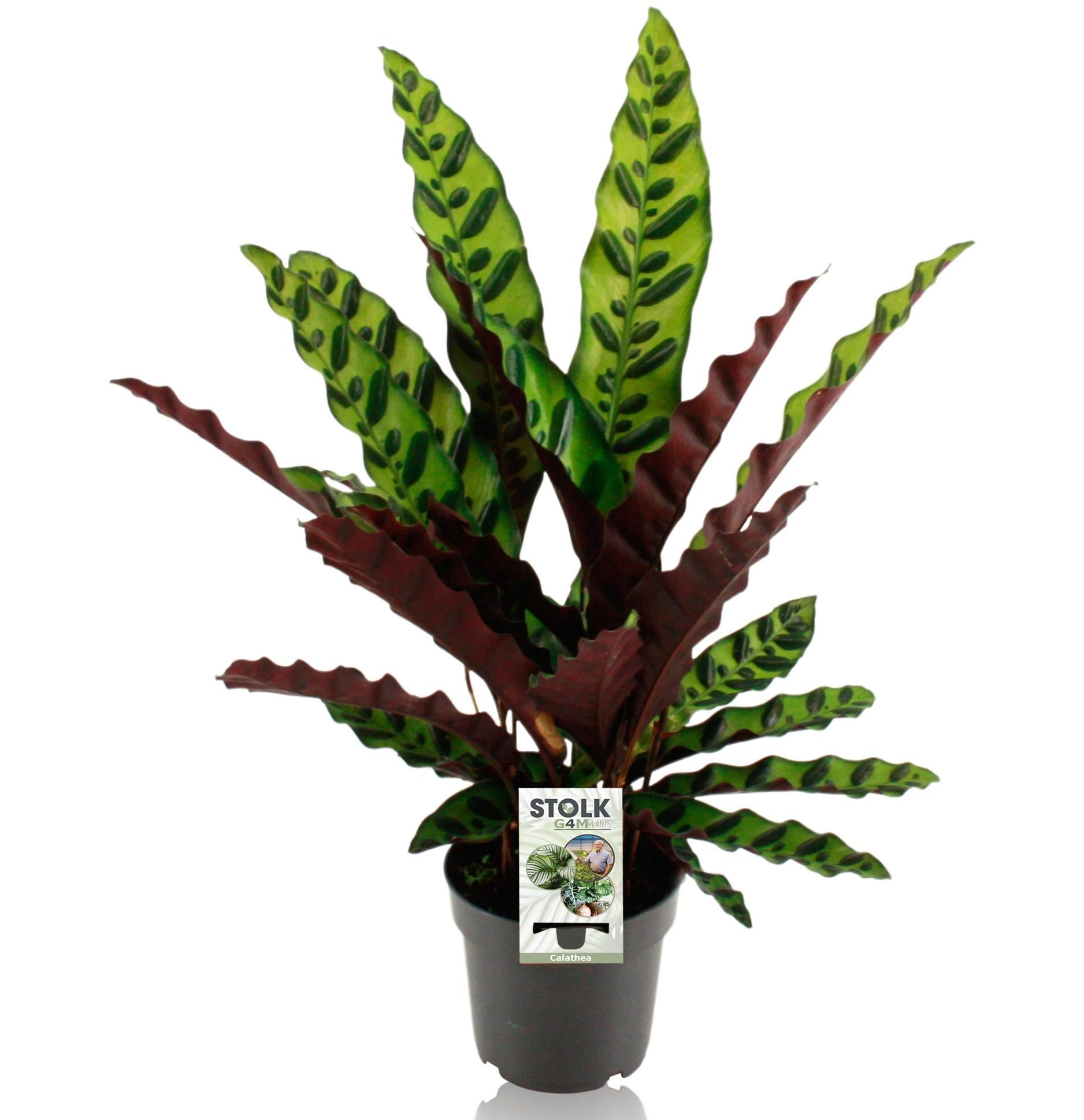 green-guardia-calathea-insignis-14cm-topf-45cm-blattpflanze image 1