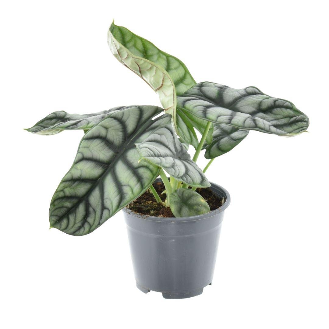 green-guardia-alocasia-nebula-silver-compacta-elefantenohr-14-cm image 1