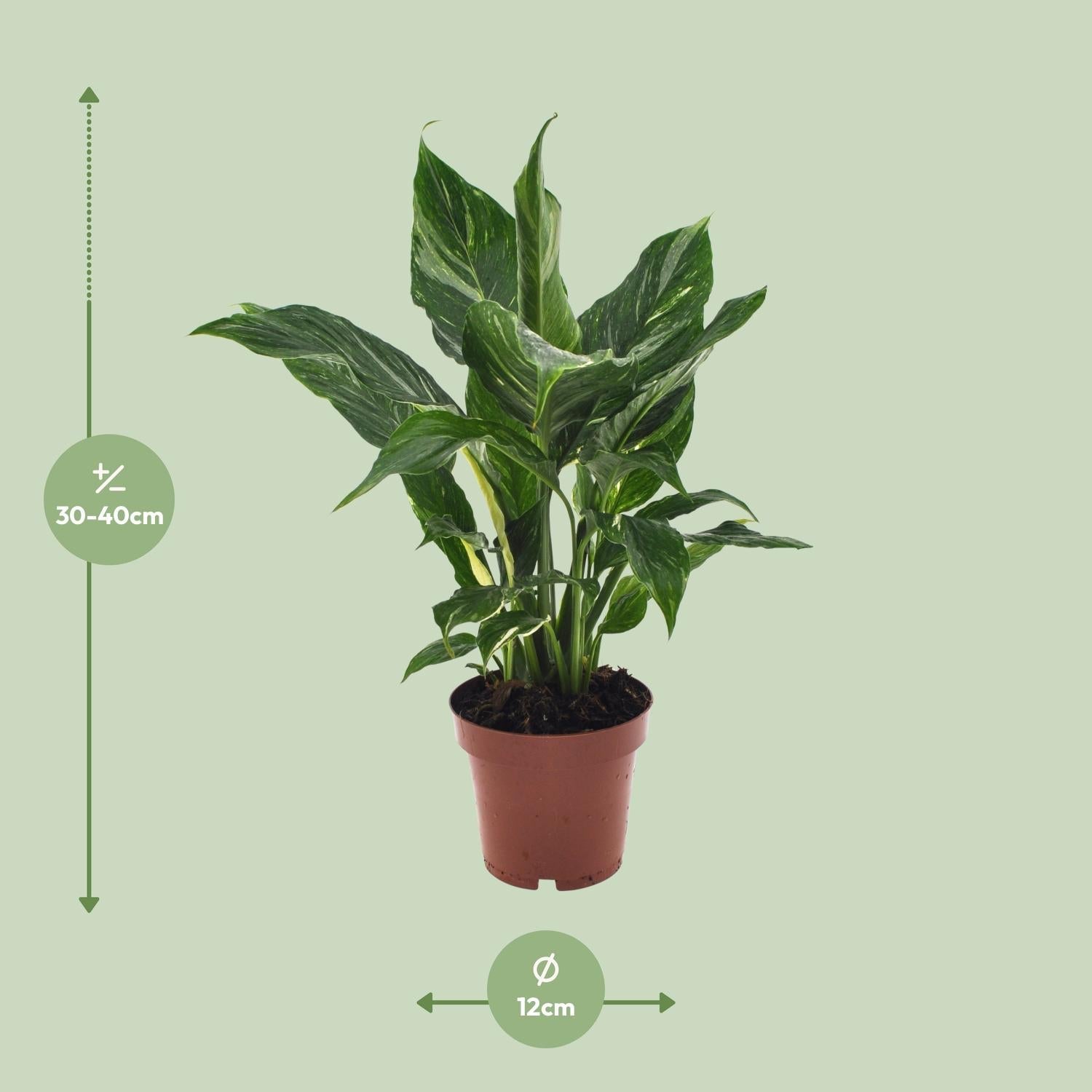green-guardia-spathiphyllum-diamond-einblatt-12cm-40cm image 2