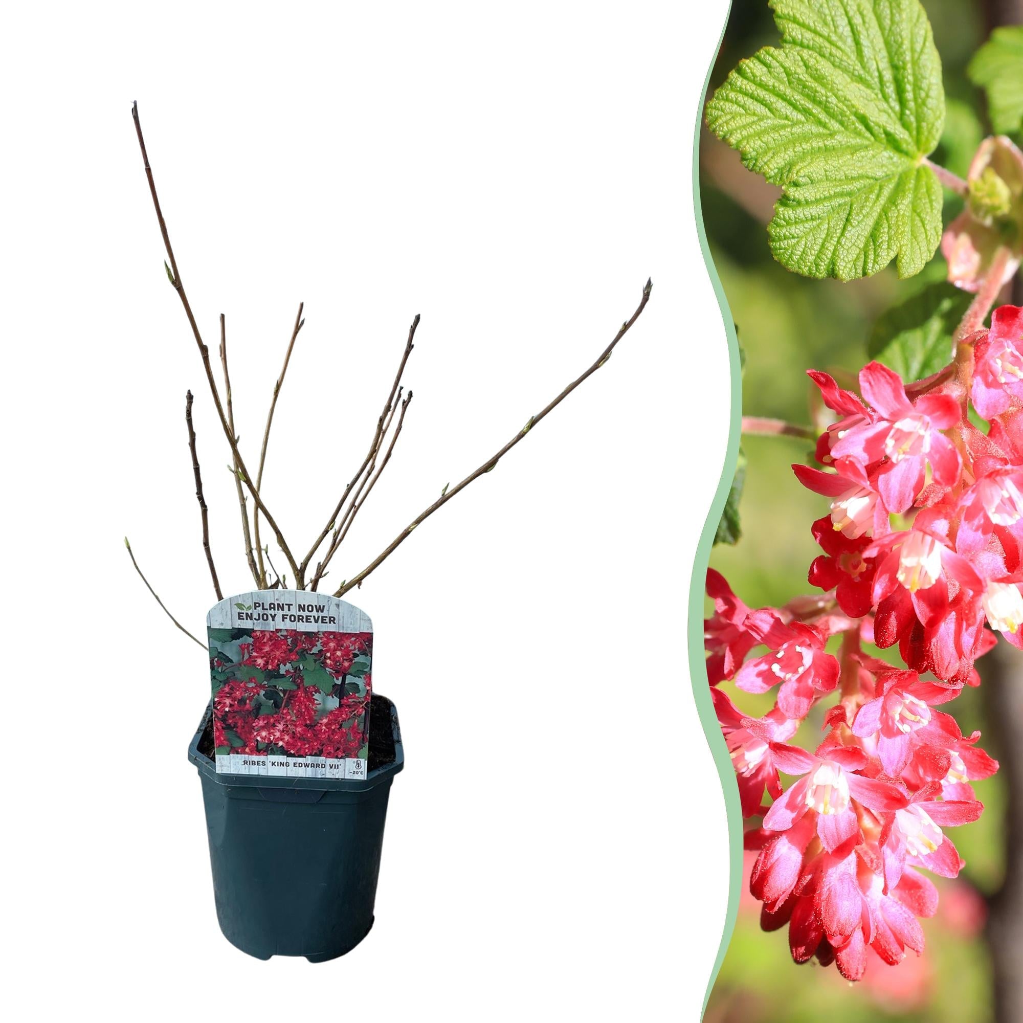 green-guardia-ribes-sanguineum-king-edward-bl-tenstrauch-17cm-rosa image 1