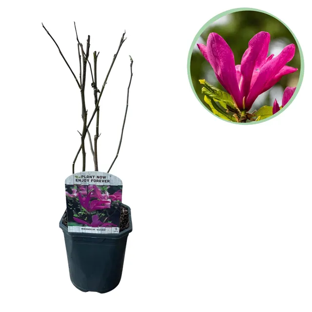green-guardia-magnolie-susan-45-cm-dunkelrosa-17-cm-topf image 1