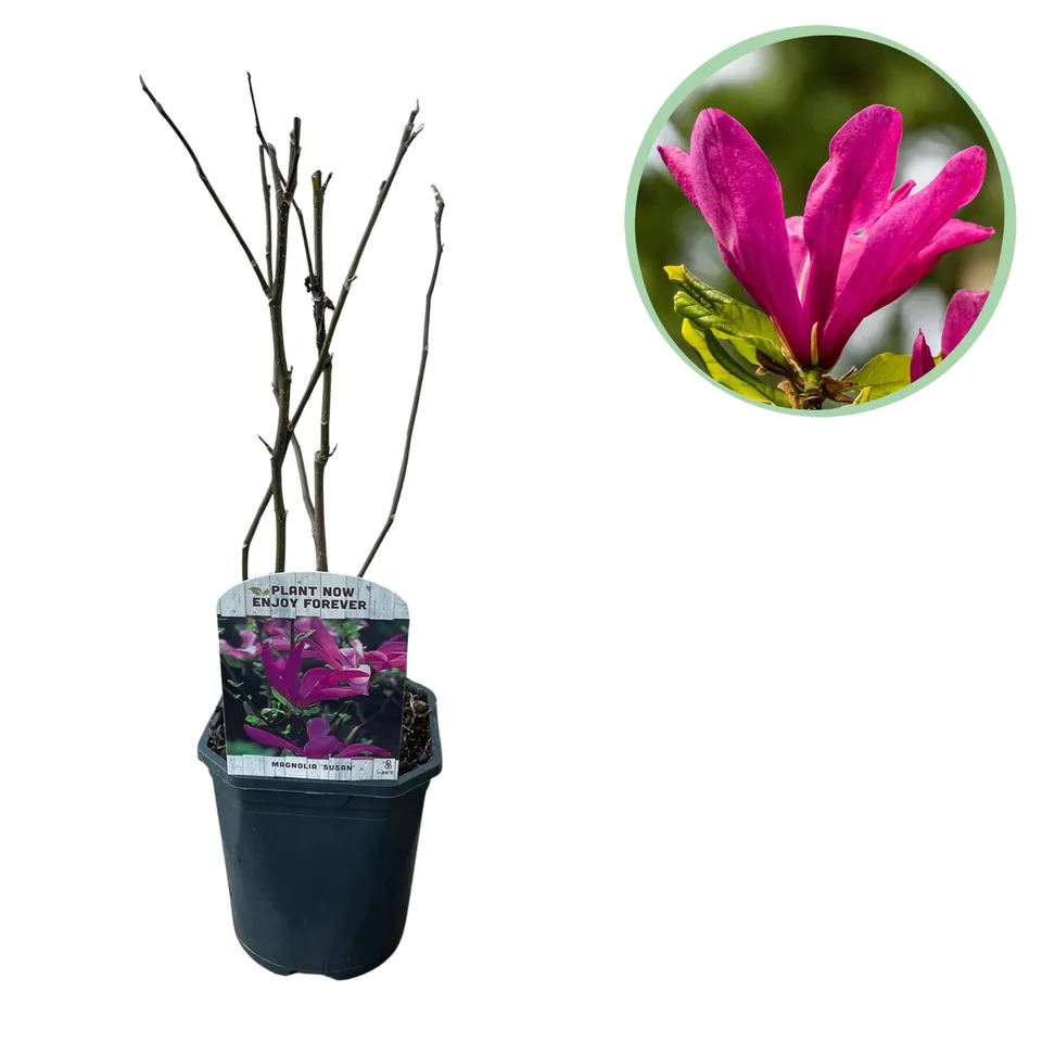 green-guardia-magnolie-susan-45-cm-dunkelrosa-17-cm-topf image 1