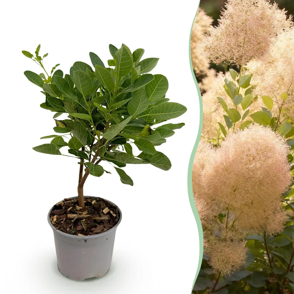 green-guardia-cotinus-young-lady-per-ckenstrauch-12cm-rosa image 1