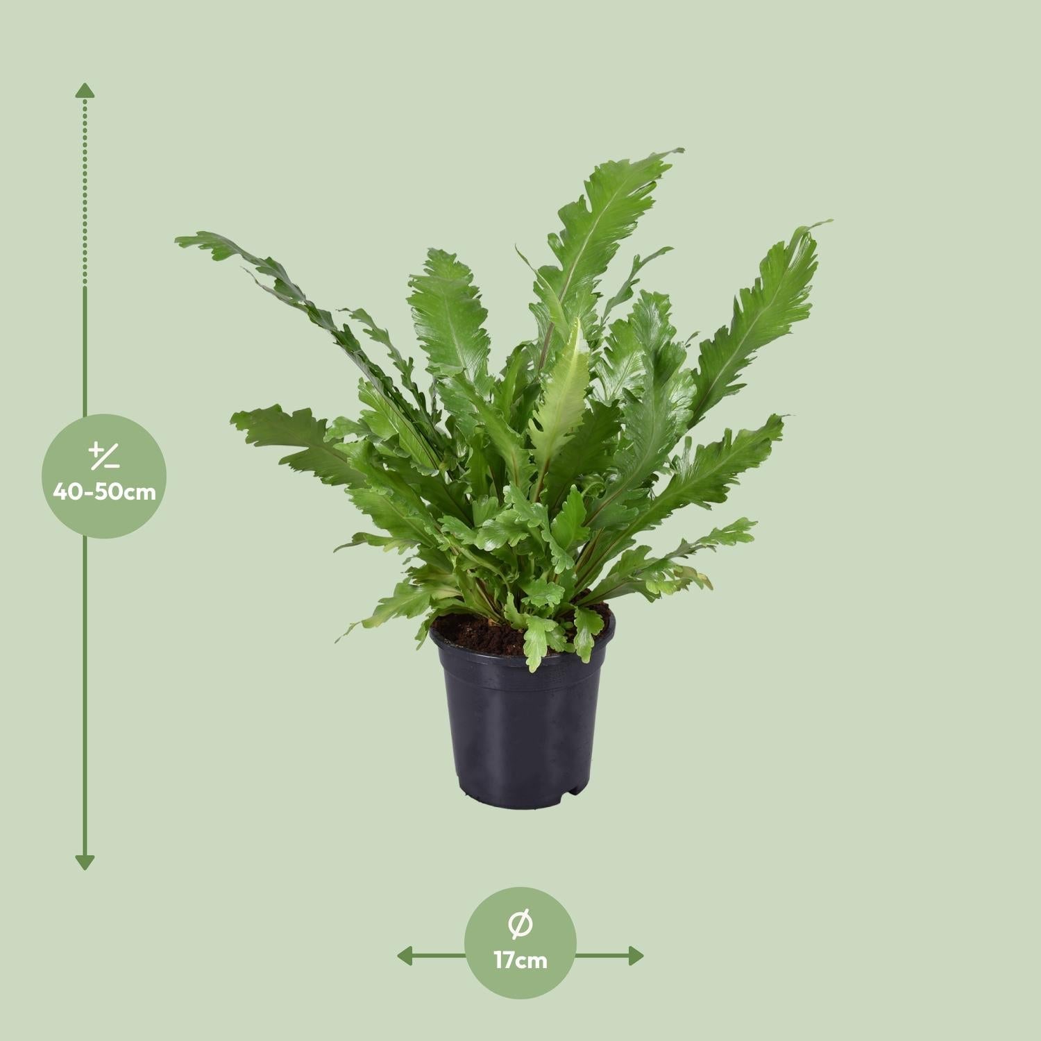 green-guardia-asplenium-nidus-nestfarn-zimmerpflanze-12cm-35cm image 5