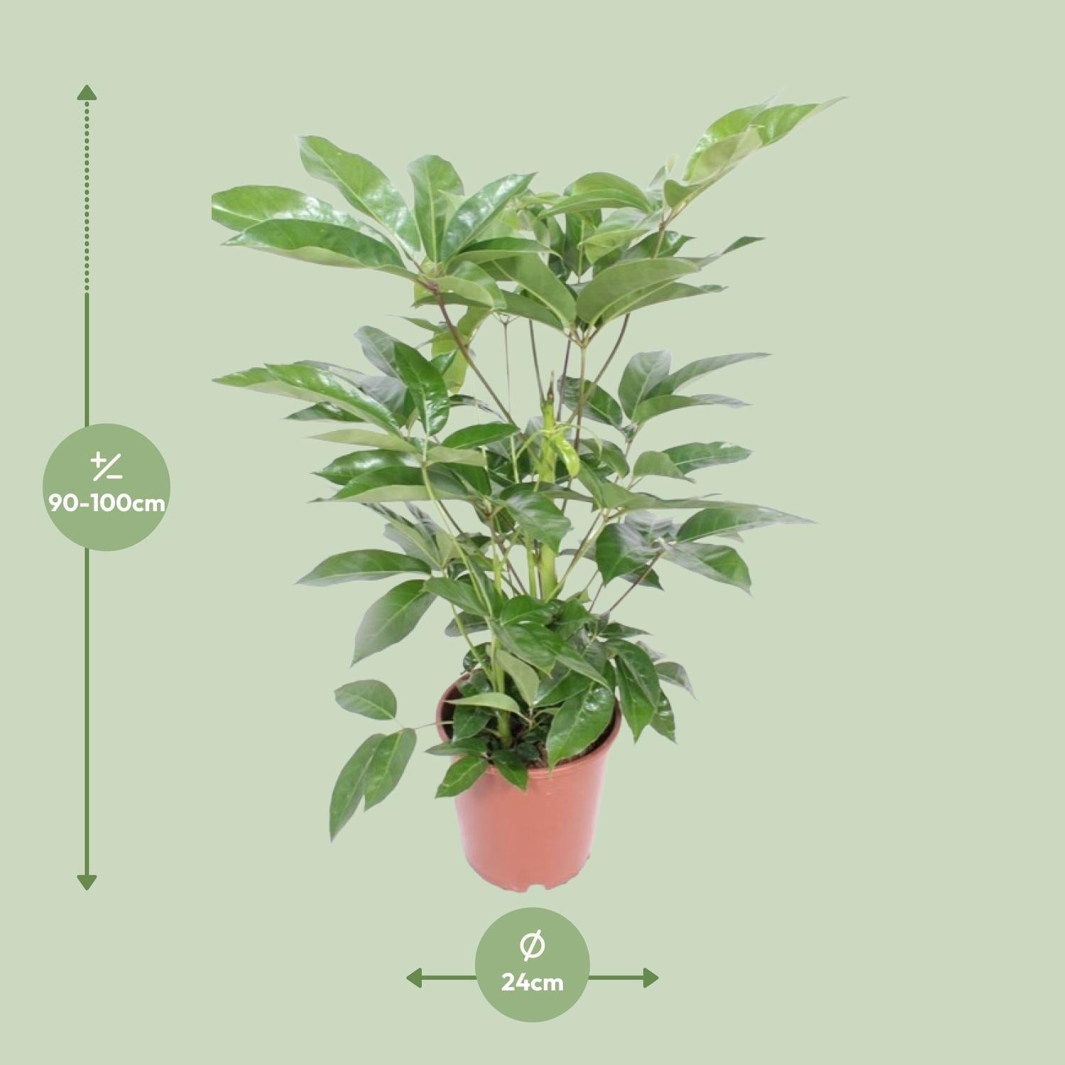 green-guardia-schefflera-amate-strahlenaralie-24-cm-100-cm image 2
