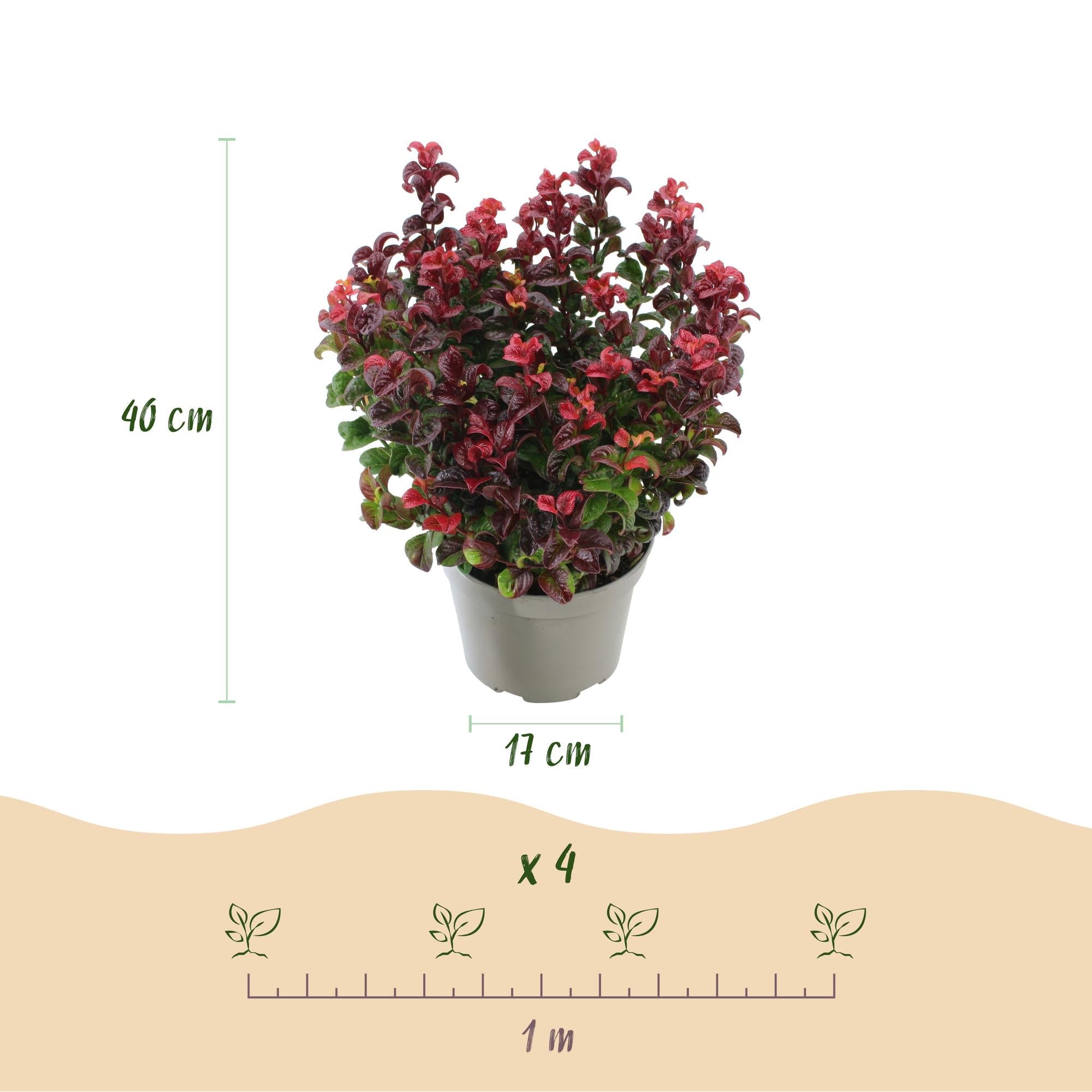 green-guardia-unsere-pflanzen-leucothoe-curly-red-17-cm-topf image 2