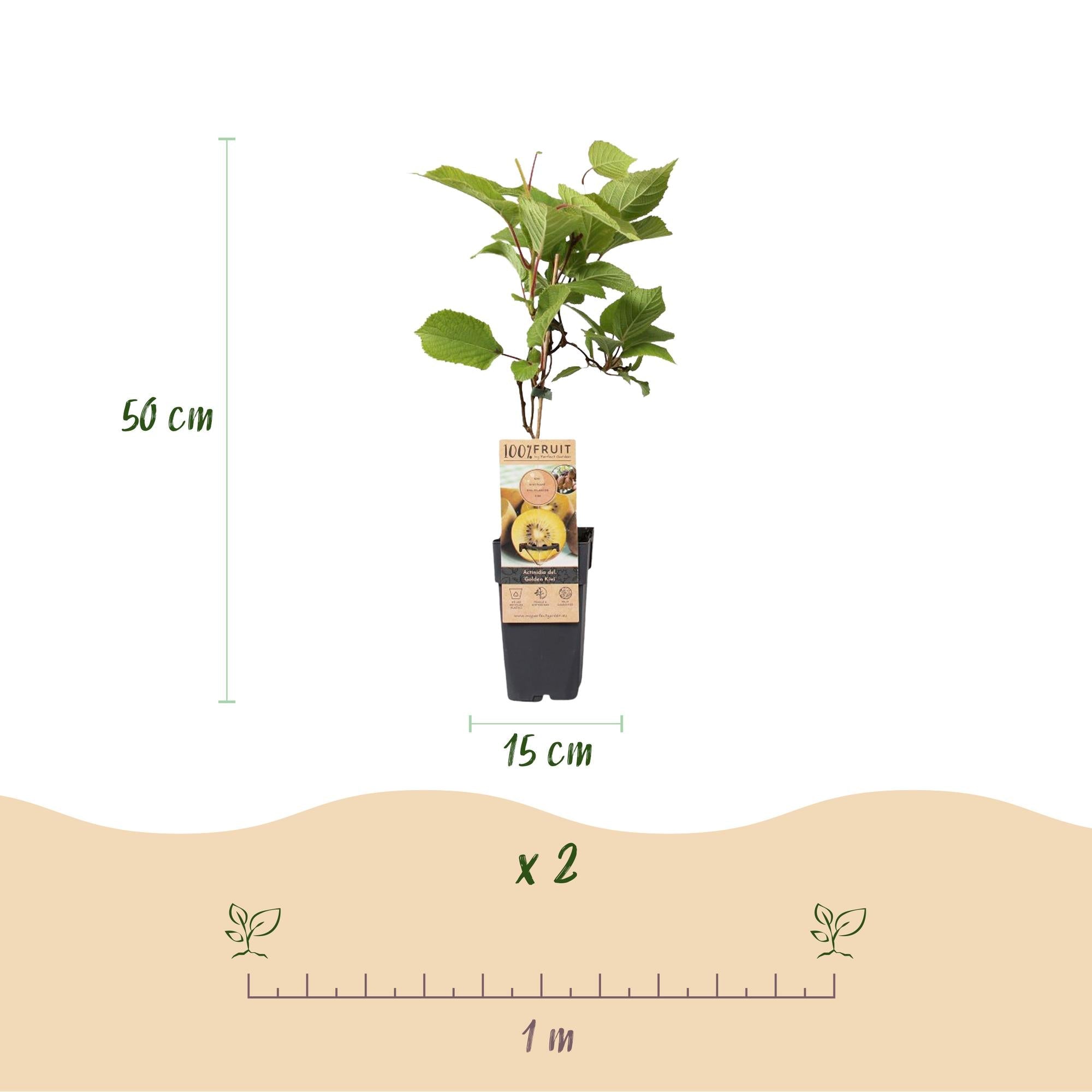 green-guardia-kiwi-jenny-gold-2er-set-15-cm-topf-obstpflanze image 5